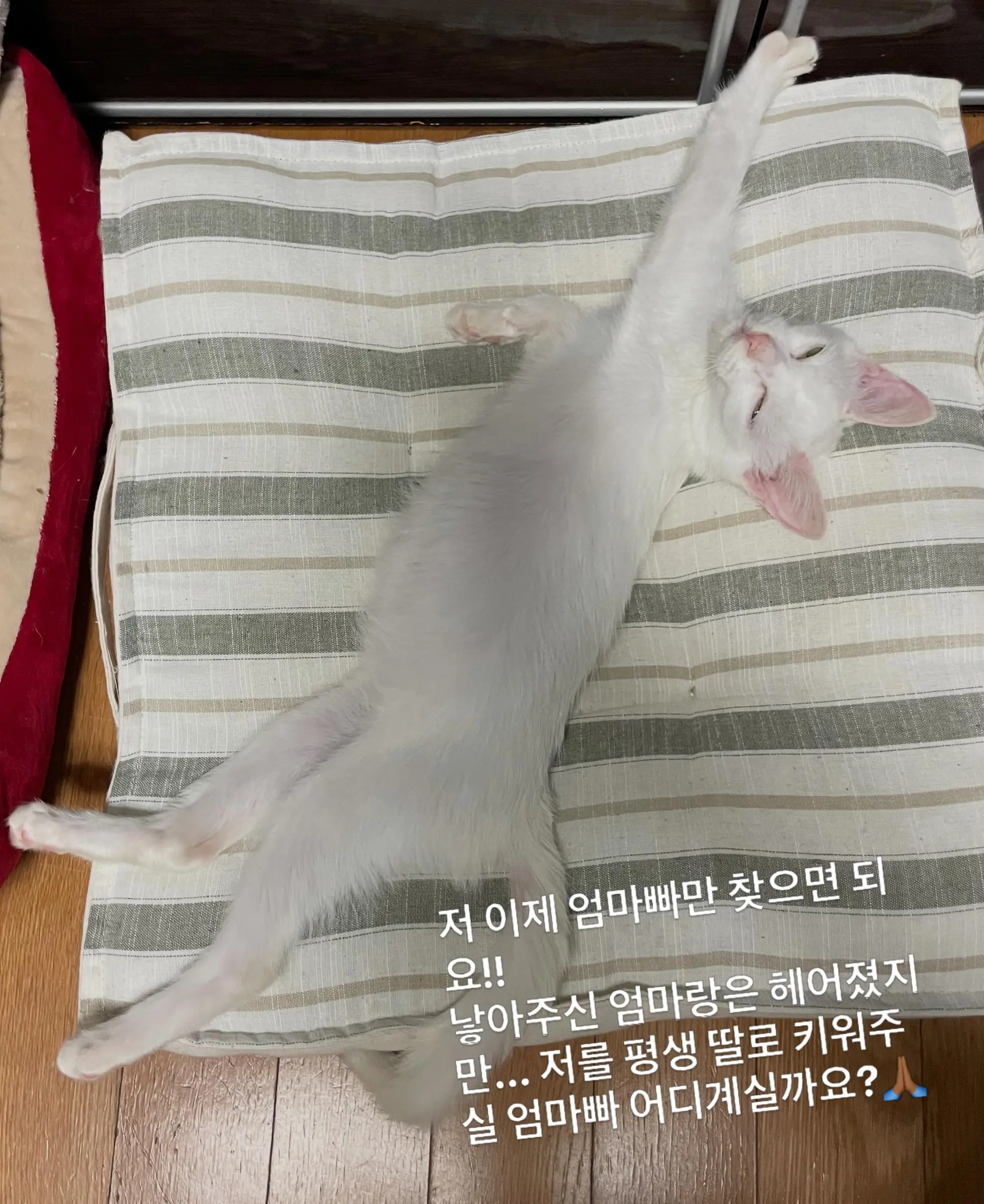 트럭 타고 온 듯 풀숲에서 울던 4개월 아기 고양이, 가족을 찾아요 (10)