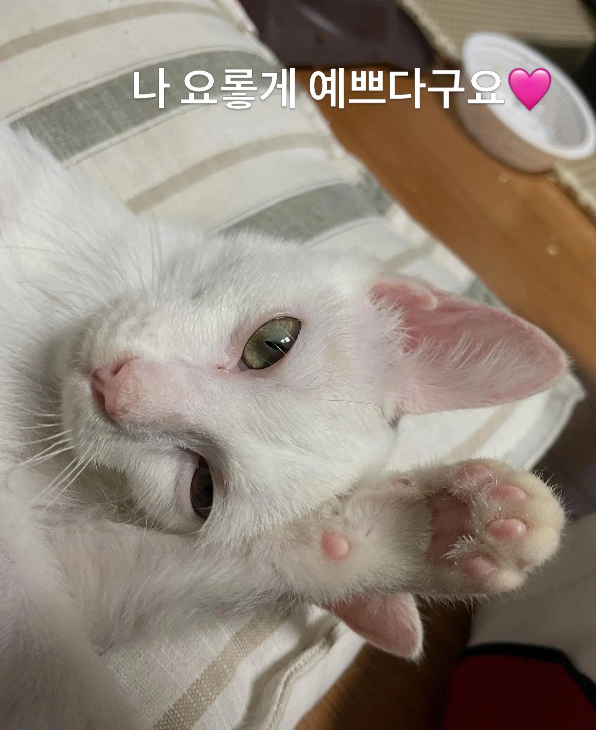 트럭 타고 온 듯 풀숲에서 울던 4개월 아기 고양이, 가족을 찾아요 (12)