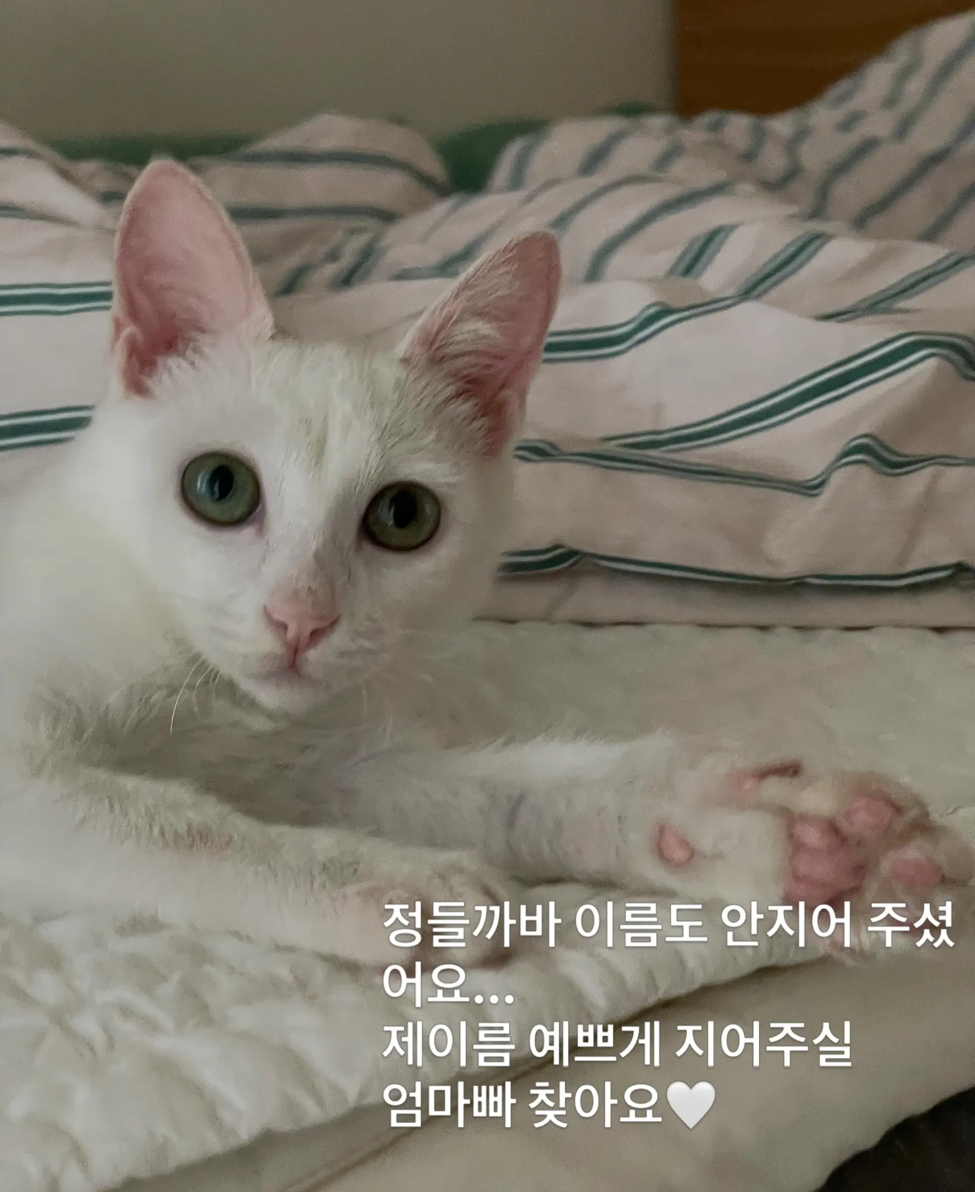트럭 타고 온 듯 풀숲에서 울던 4개월 아기 고양이, 가족을 찾아요 (14)
