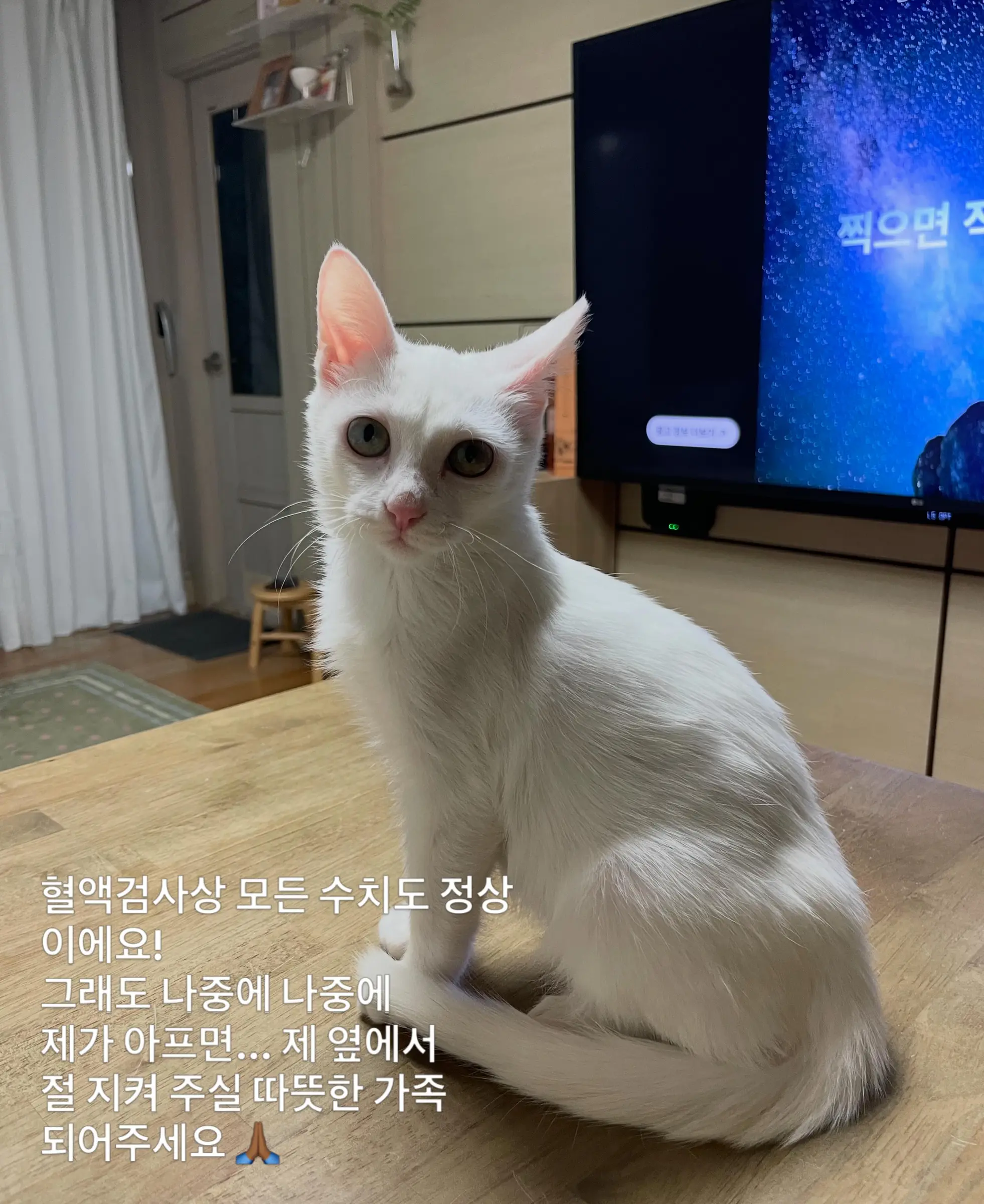 트럭 타고 온 듯 풀숲에서 울던 4개월 아기 고양이, 가족을 찾아요 (15)