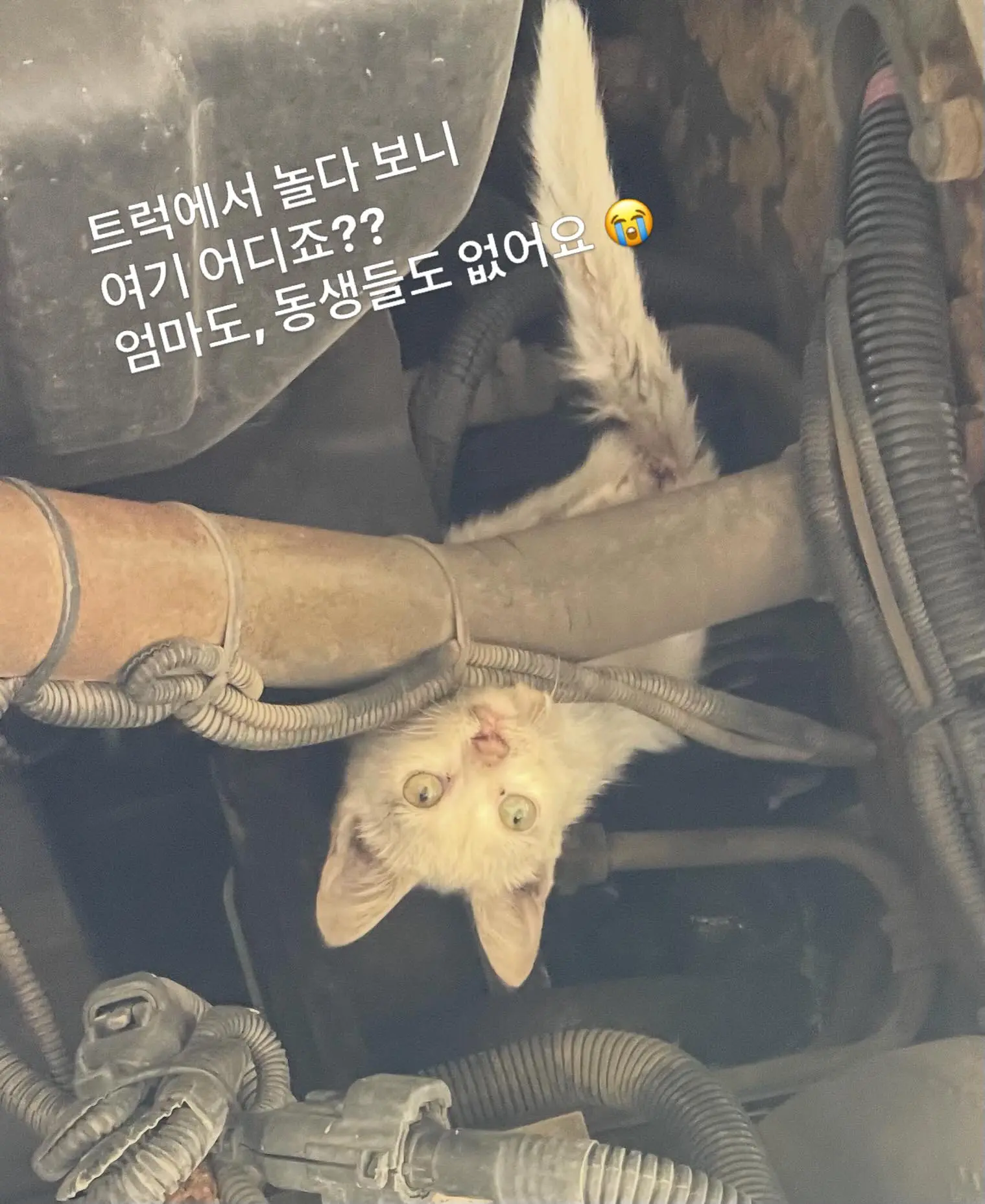 트럭 타고 온 듯 풀숲에서 울던 4개월 아기 고양이, 가족을 찾아요