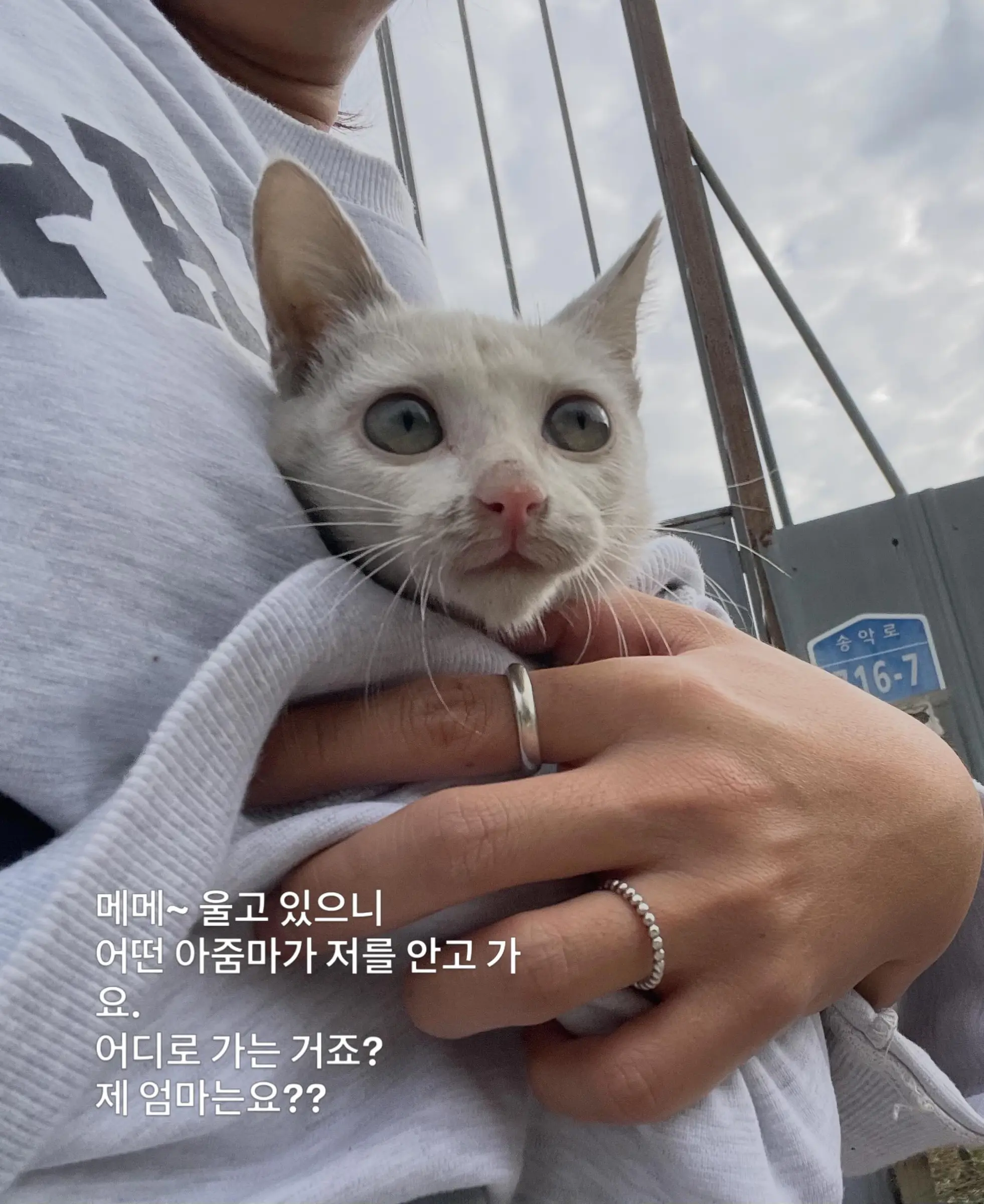 트럭 타고 온 듯 풀숲에서 울던 4개월 아기 고양이, 가족을 찾아요 (2)