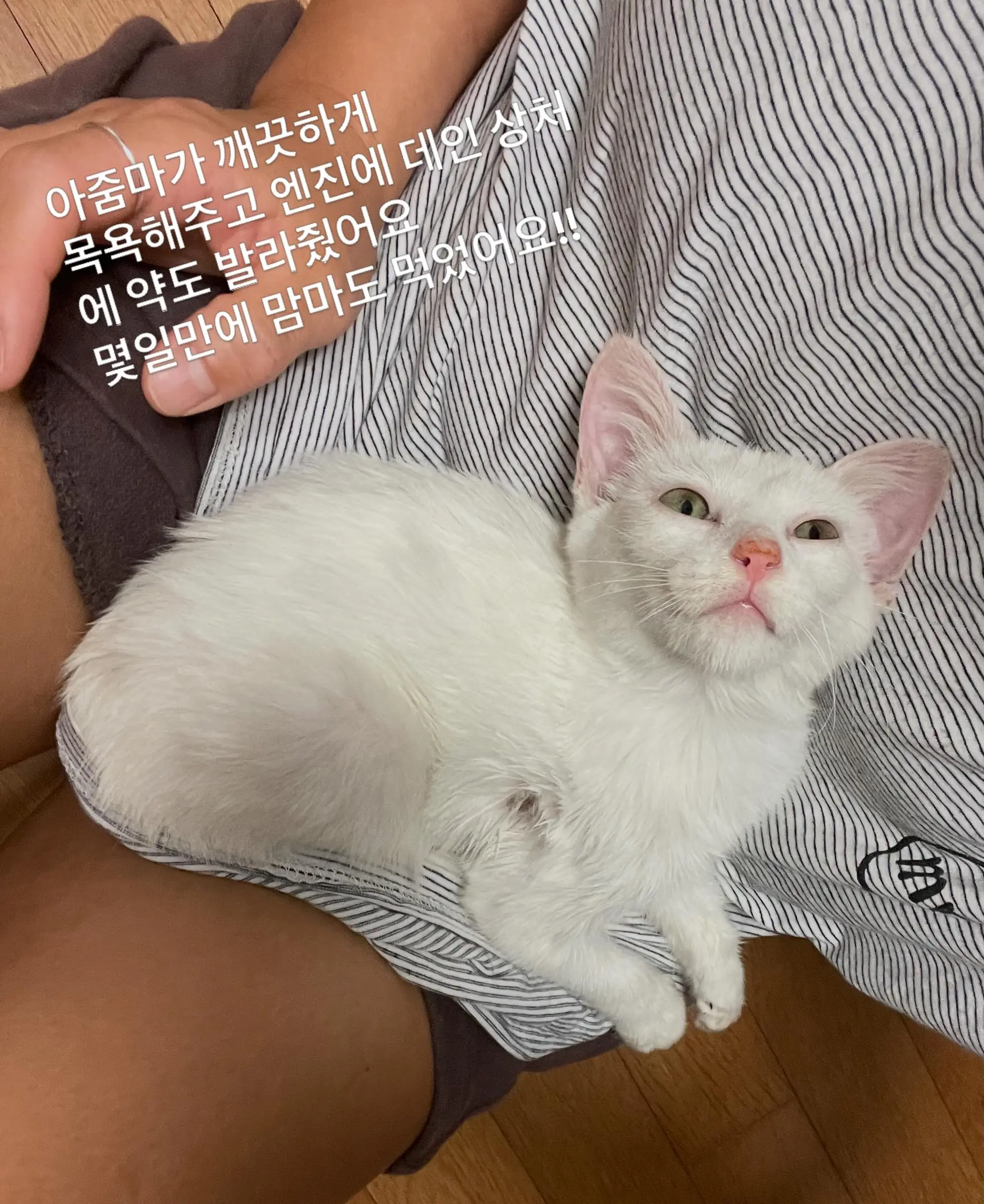 트럭 타고 온 듯 풀숲에서 울던 4개월 아기 고양이, 가족을 찾아요 (3)