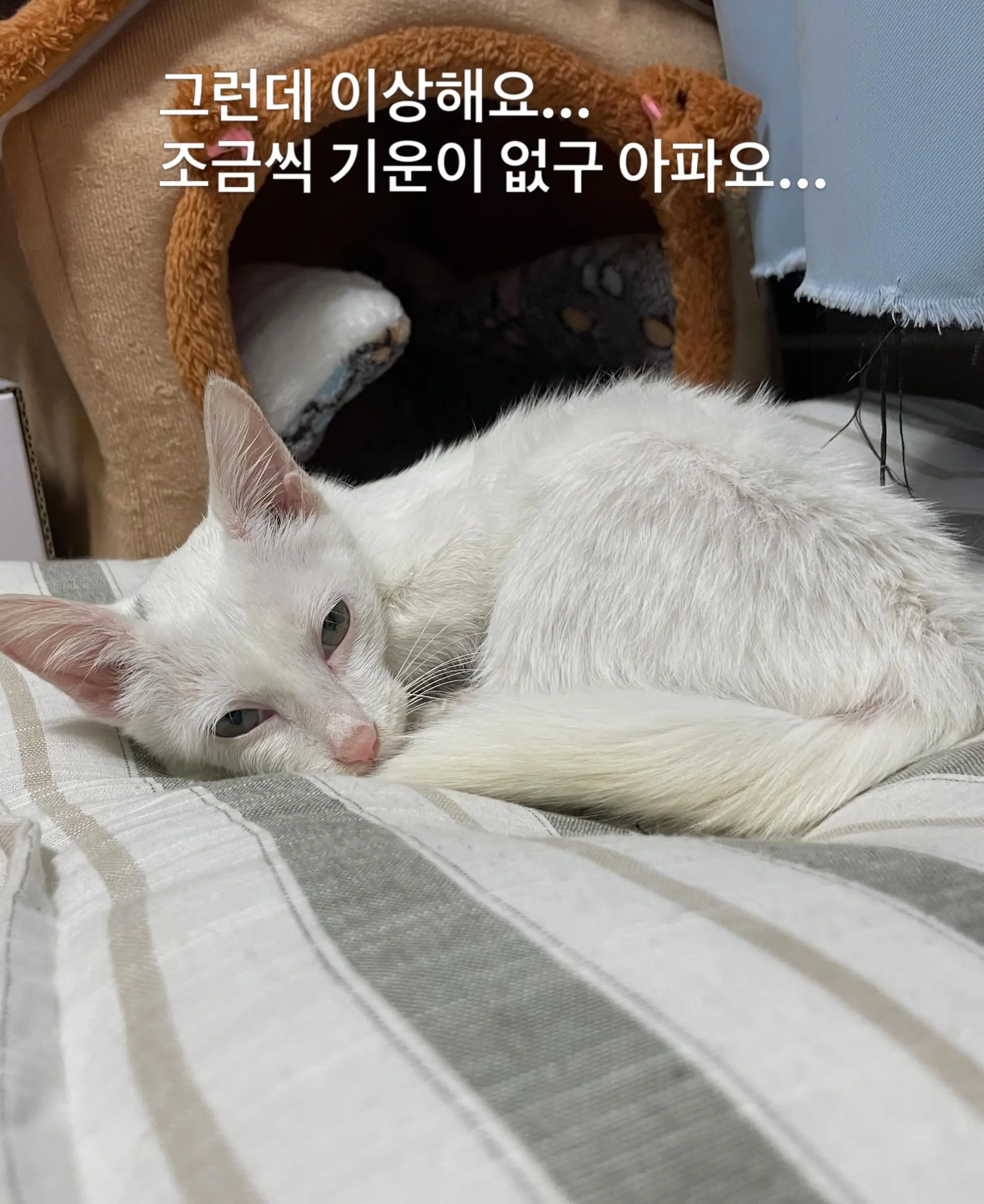 트럭 타고 온 듯 풀숲에서 울던 4개월 아기 고양이, 가족을 찾아요 (4)