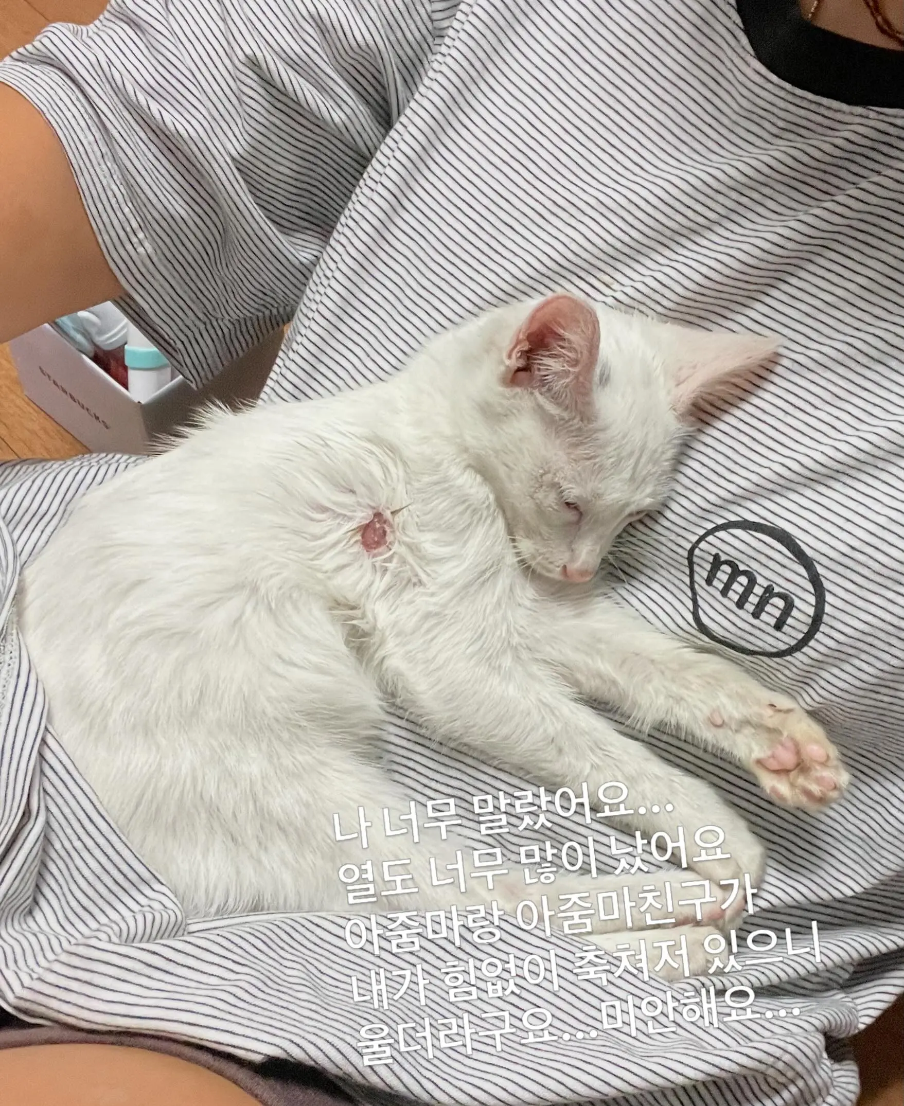 트럭 타고 온 듯 풀숲에서 울던 4개월 아기 고양이, 가족을 찾아요 (5)