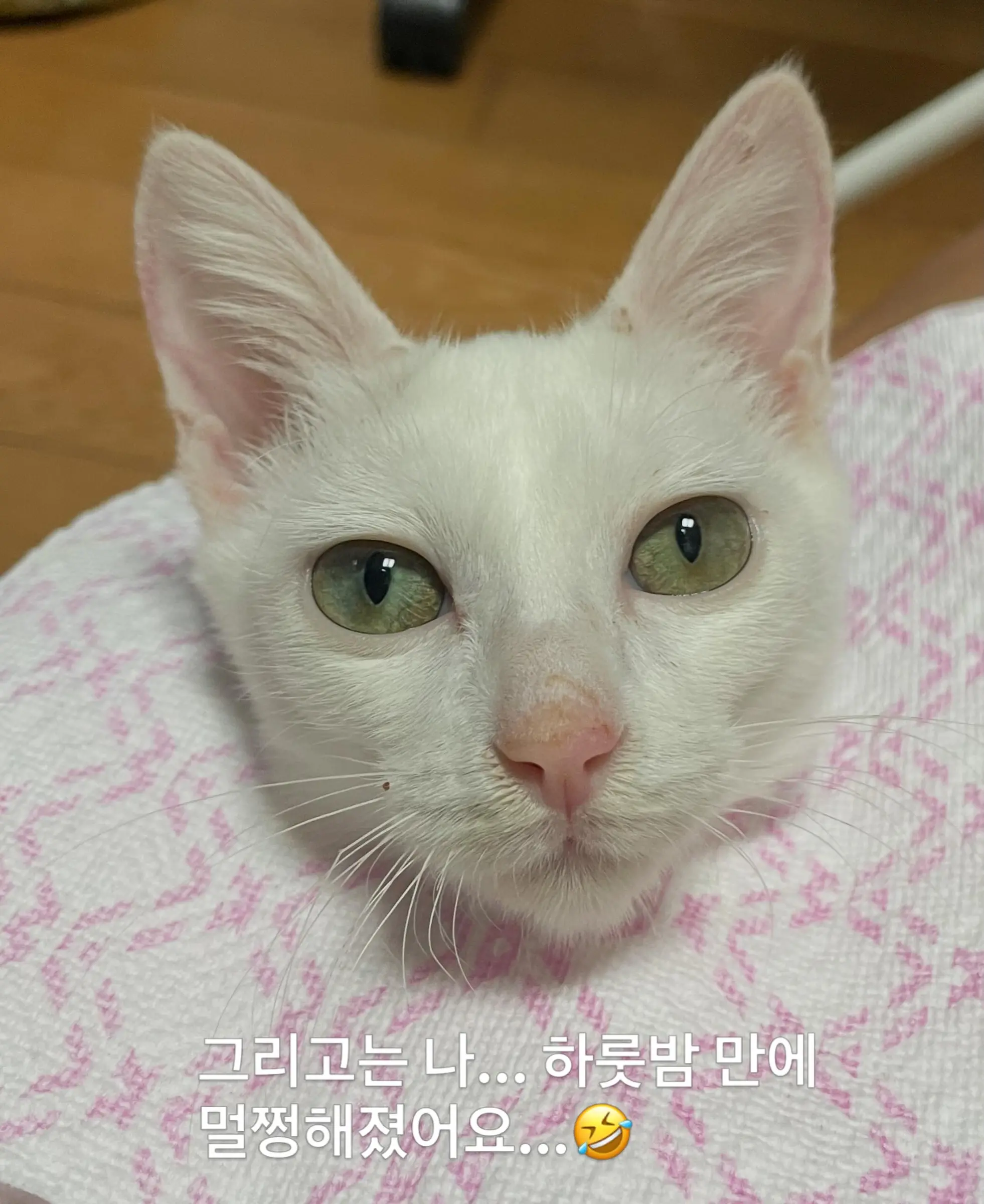 트럭 타고 온 듯 풀숲에서 울던 4개월 아기 고양이, 가족을 찾아요 (7)
