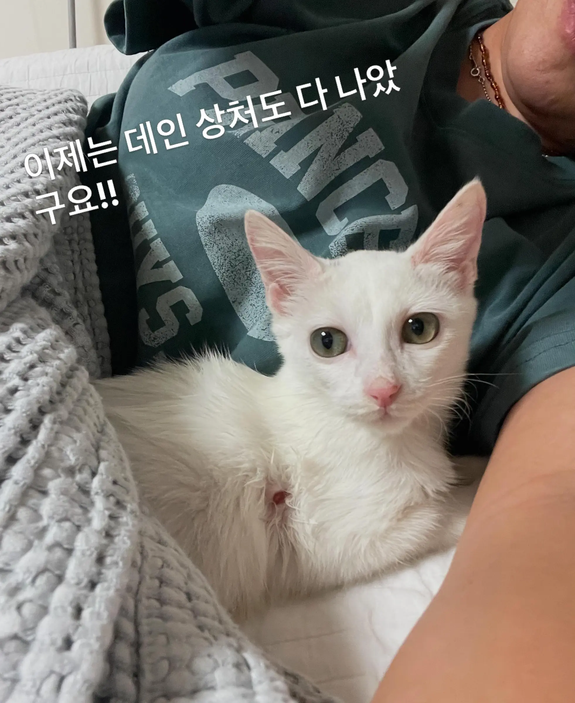 트럭 타고 온 듯 풀숲에서 울던 4개월 아기 고양이, 가족을 찾아요 (8)