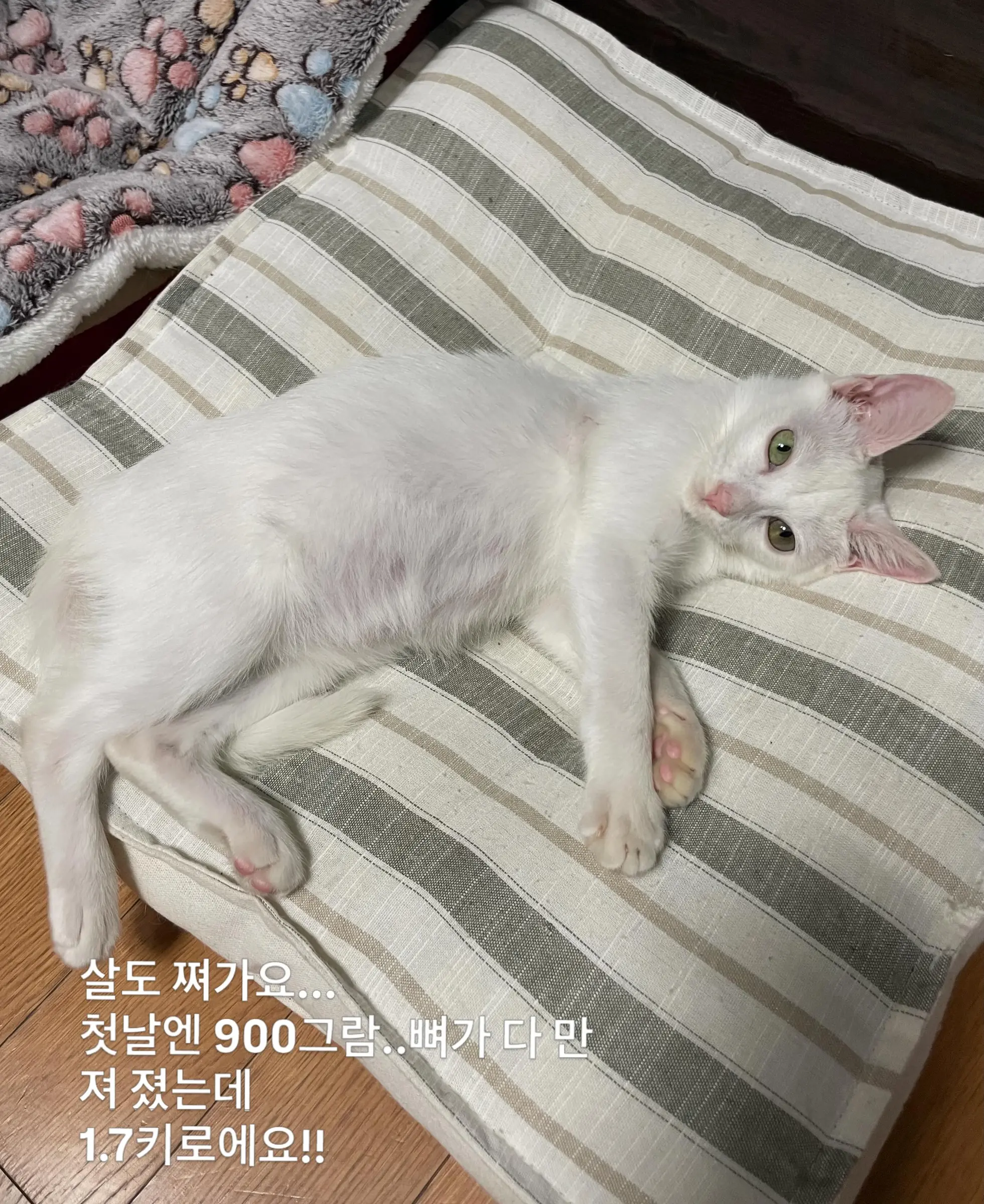 트럭 타고 온 듯 풀숲에서 울던 4개월 아기 고양이, 가족을 찾아요 (9)