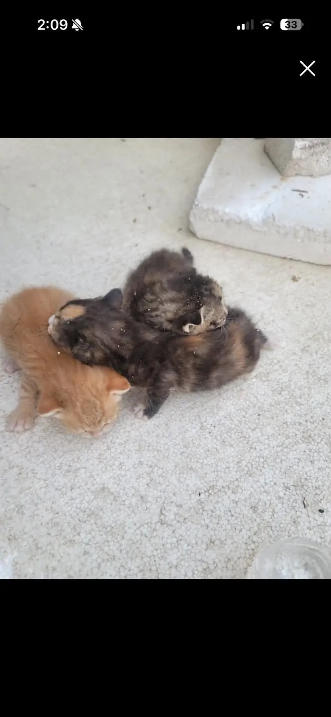 보정동 공사현장 폐허 교회에서 발견된 2~3주 아기 고양이 3마리, 수유 임보처를 찾아요 (2)