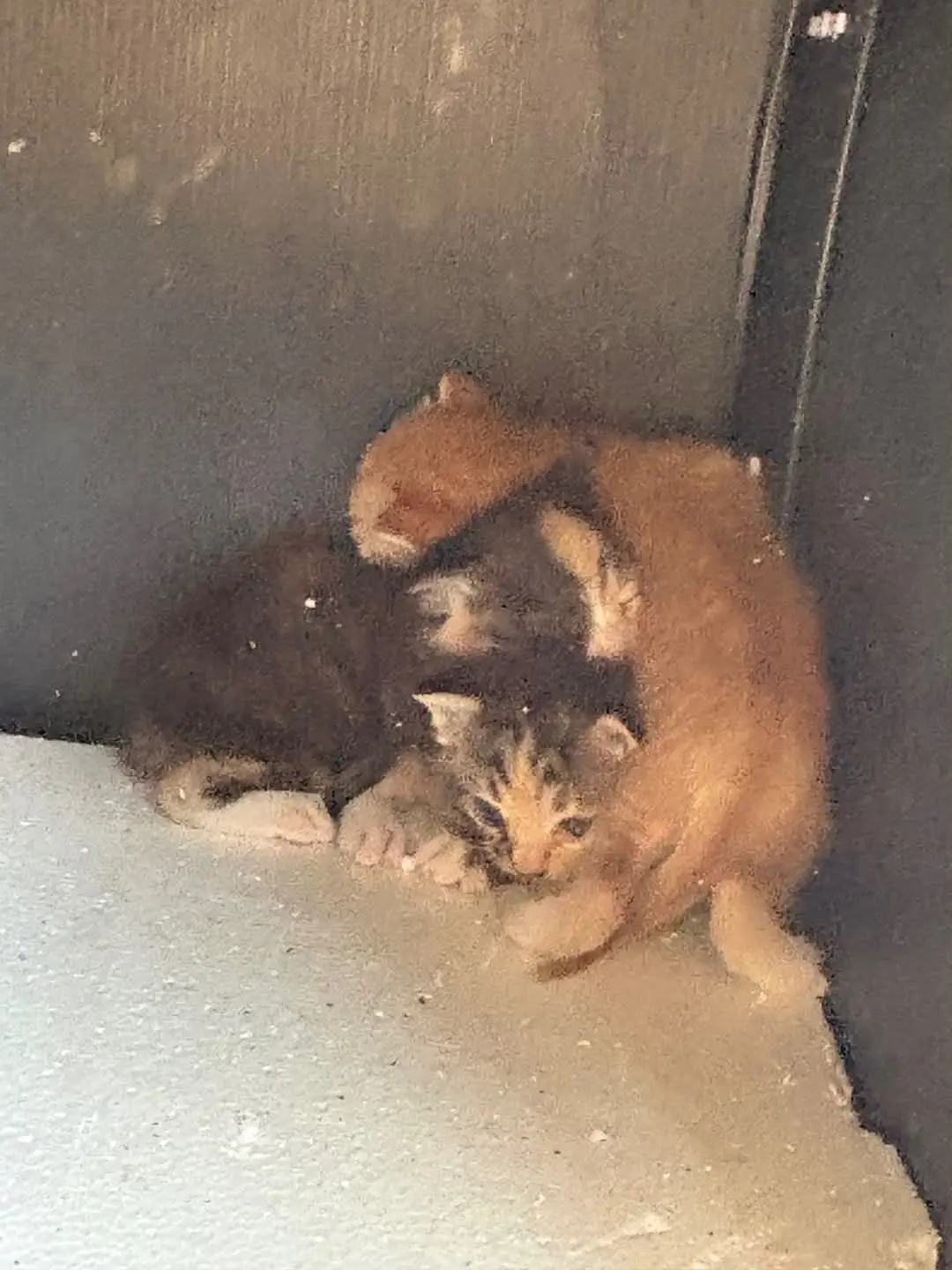 보정동 공사현장 폐허 교회에서 발견된 2~3주 아기 고양이 3마리, 수유 임보처를 찾아요 (3)