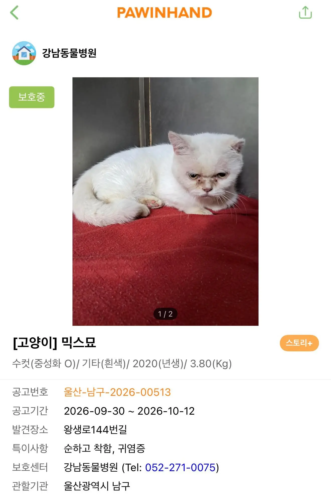 울산 여천천에 버려진 순한 품종묘, 동물병원에서 가족을 기다려요 (2)