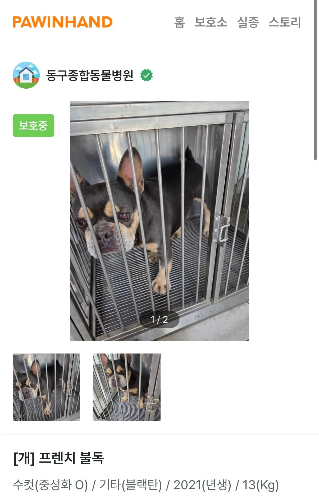 부산 동구 좌천동에서 119가 구조한 블랙탄 프렌치불독, 보호자를 찾아요 (2)