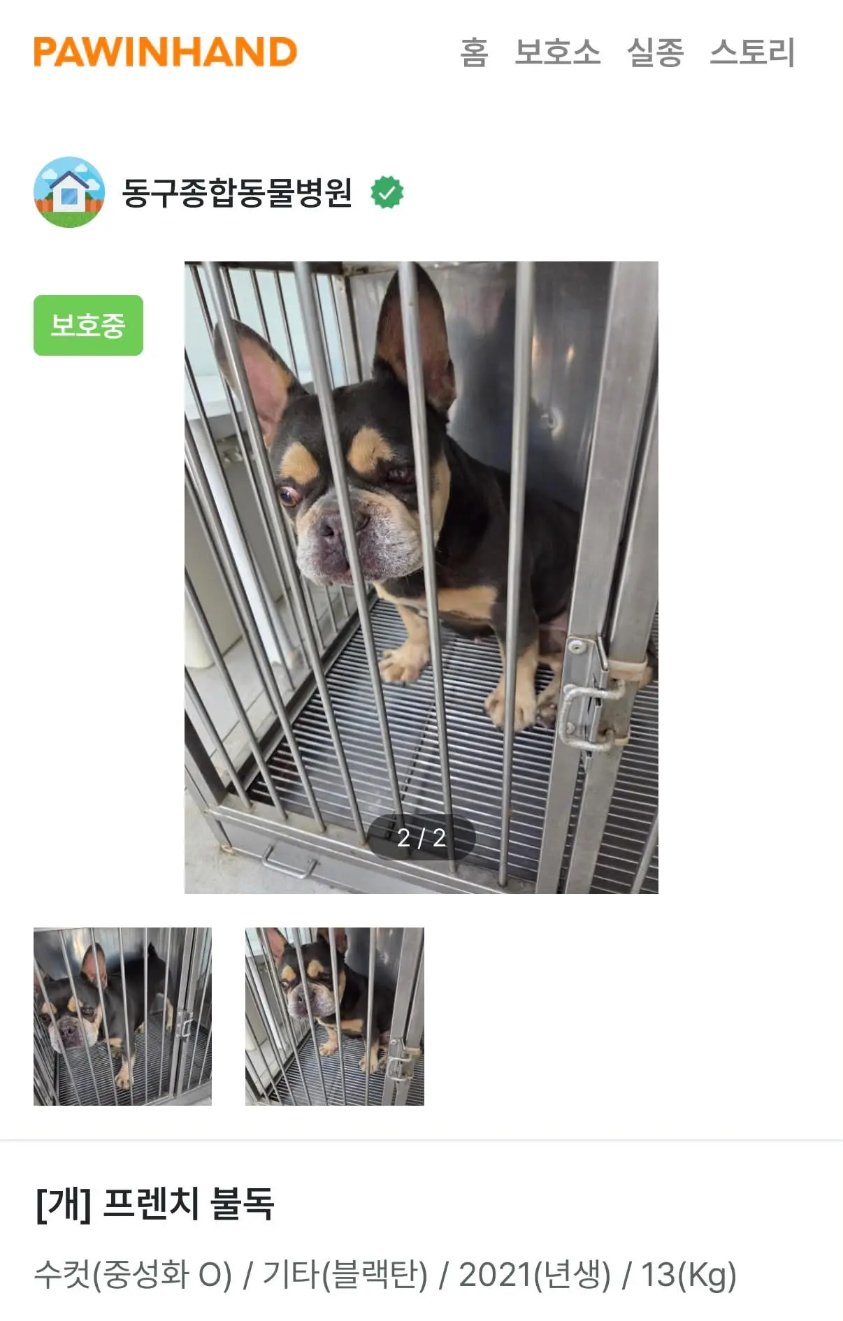부산 동구 좌천동에서 119가 구조한 블랙탄 프렌치불독, 보호자를 찾아요 (3)