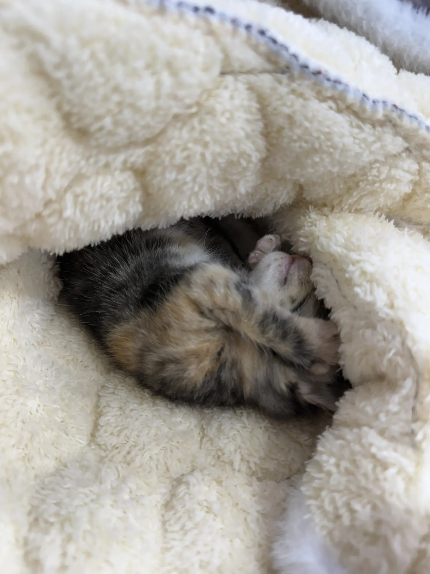 어미가 주차장에 두고 간 순한 3주 아기 고양이, 임보·입양처를 찾아요 (2)