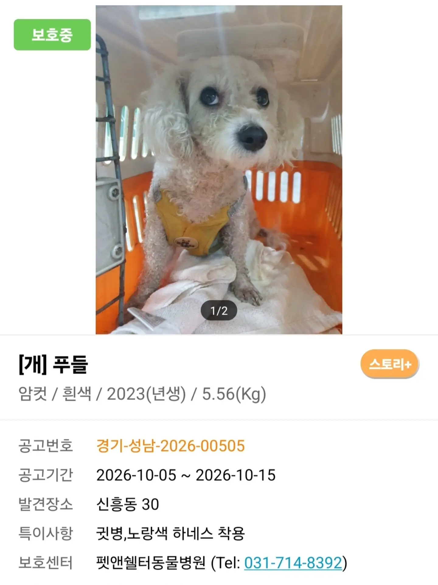 공고가 끝나 안락사를 앞둔 성남보호소의 순한 푸들 여아, 입양 신청을 기다려요 (5)