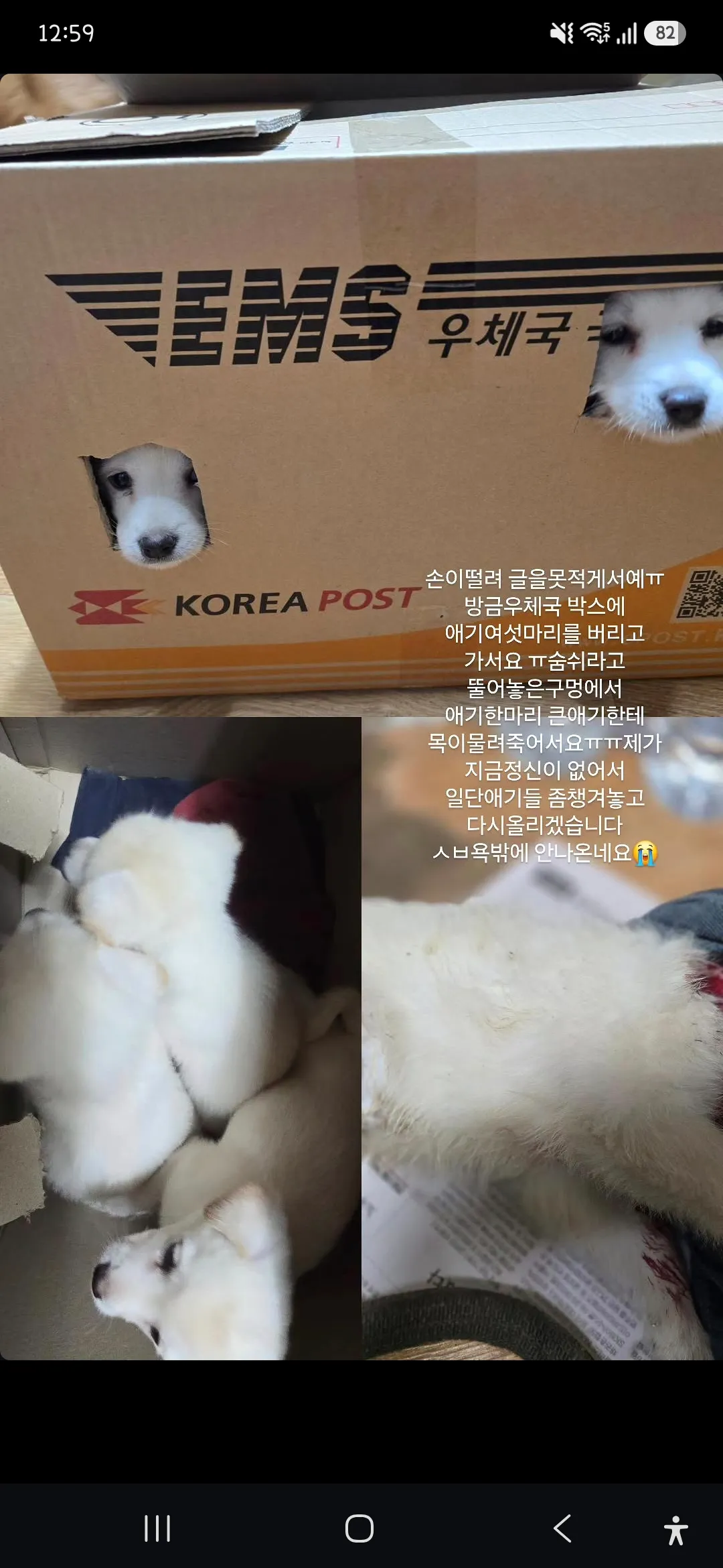 대구 보호소 앞 우체국 상자에 버려진 생후 45일 강아지 5마리, 급히 임보·입양처를 찾아요 (2)