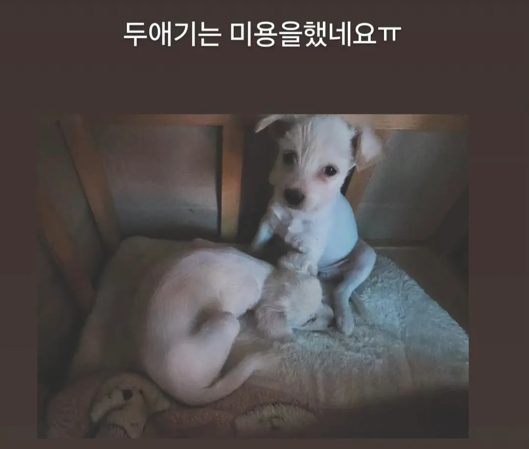대구 보호소 앞 우체국 상자에 버려진 생후 45일 강아지 5마리, 급히 임보·입양처를 찾아요 (3)