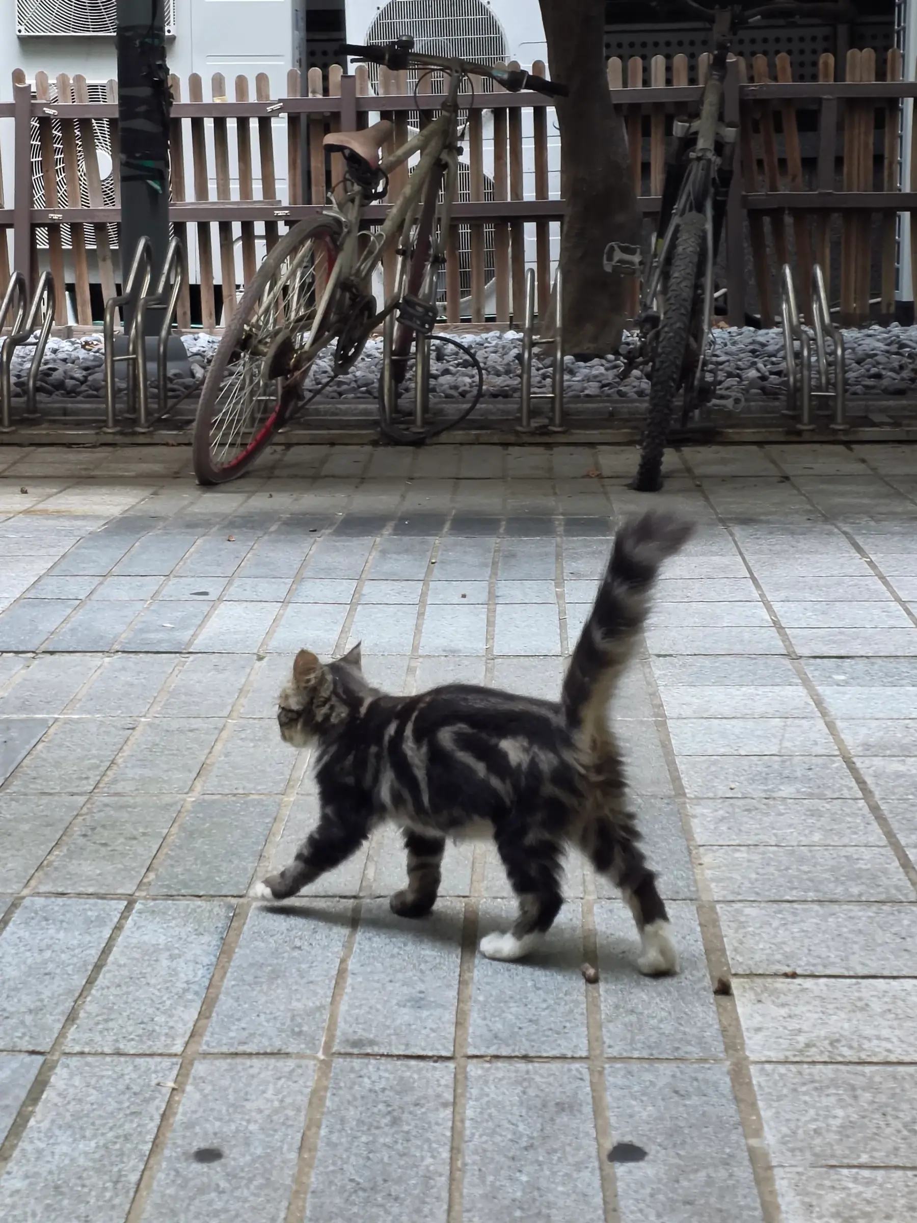서울에서 사람 손을 탄 4개월 놀숲믹스와 턱시도 고양이, 입양 가족을 찾아요 (4)