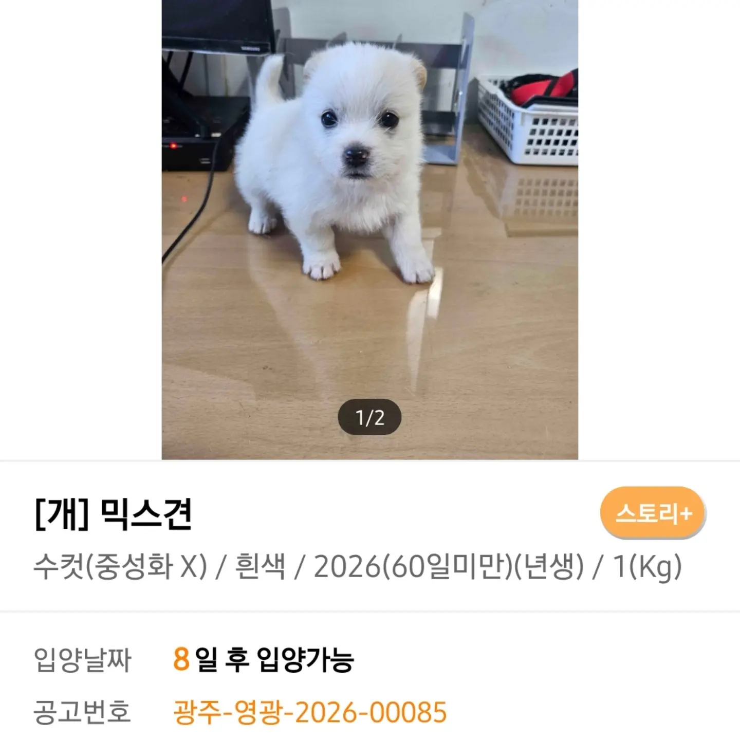 영광 중앙로 6남매 중 막내, 1kg 하얀 아기 강아지가 평생 가족을 찾아요 (7)