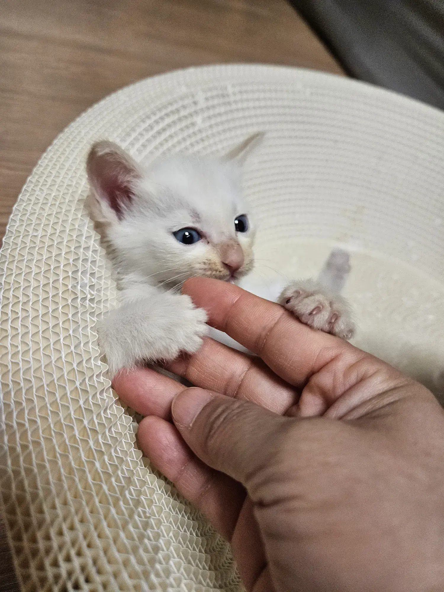 대구의 5주 430g 하얀 아기 고양이 백삼이, 가족을 찾아요 (2)