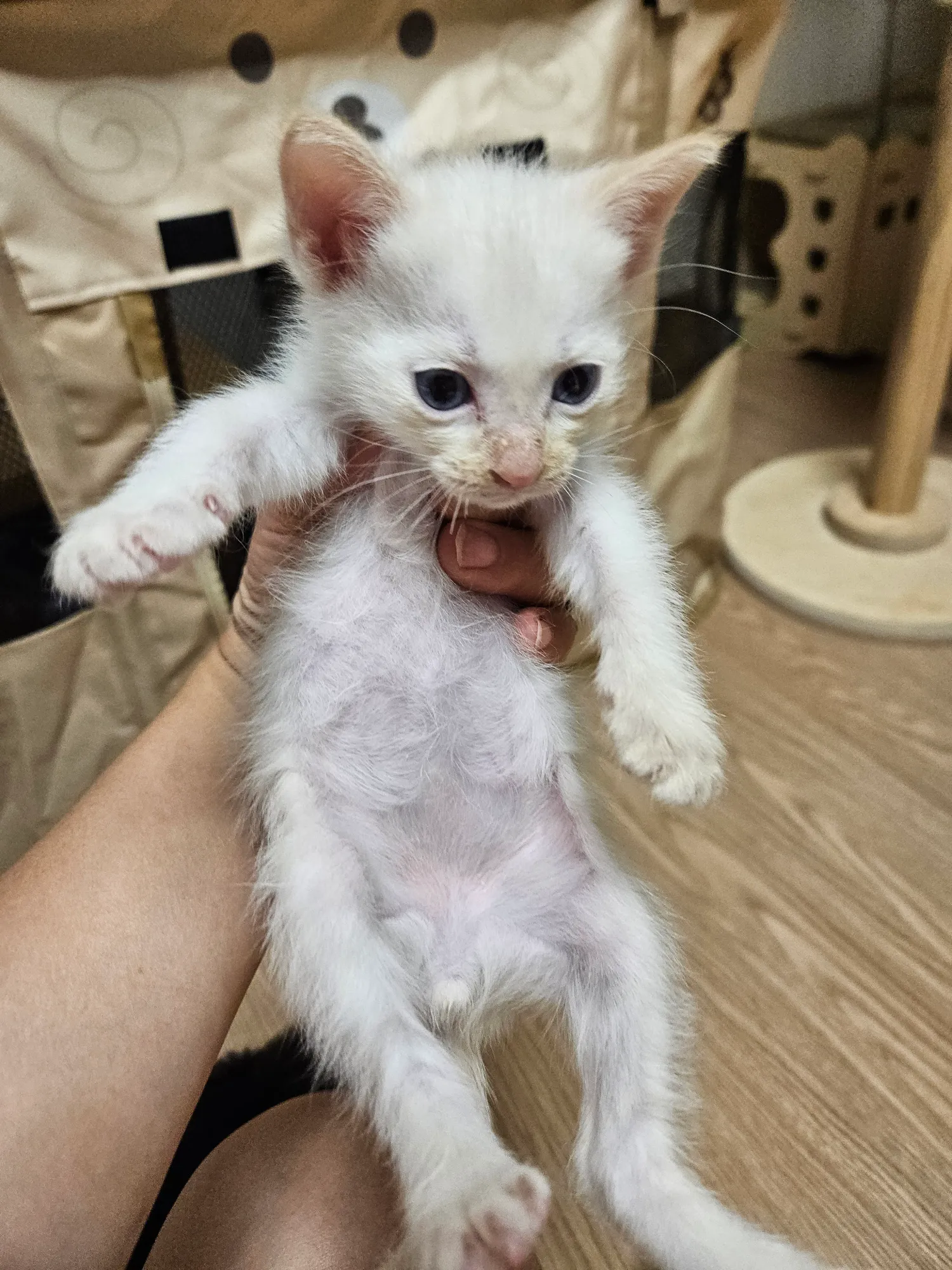 대구의 5주 430g 하얀 아기 고양이 백삼이, 가족을 찾아요 (5)