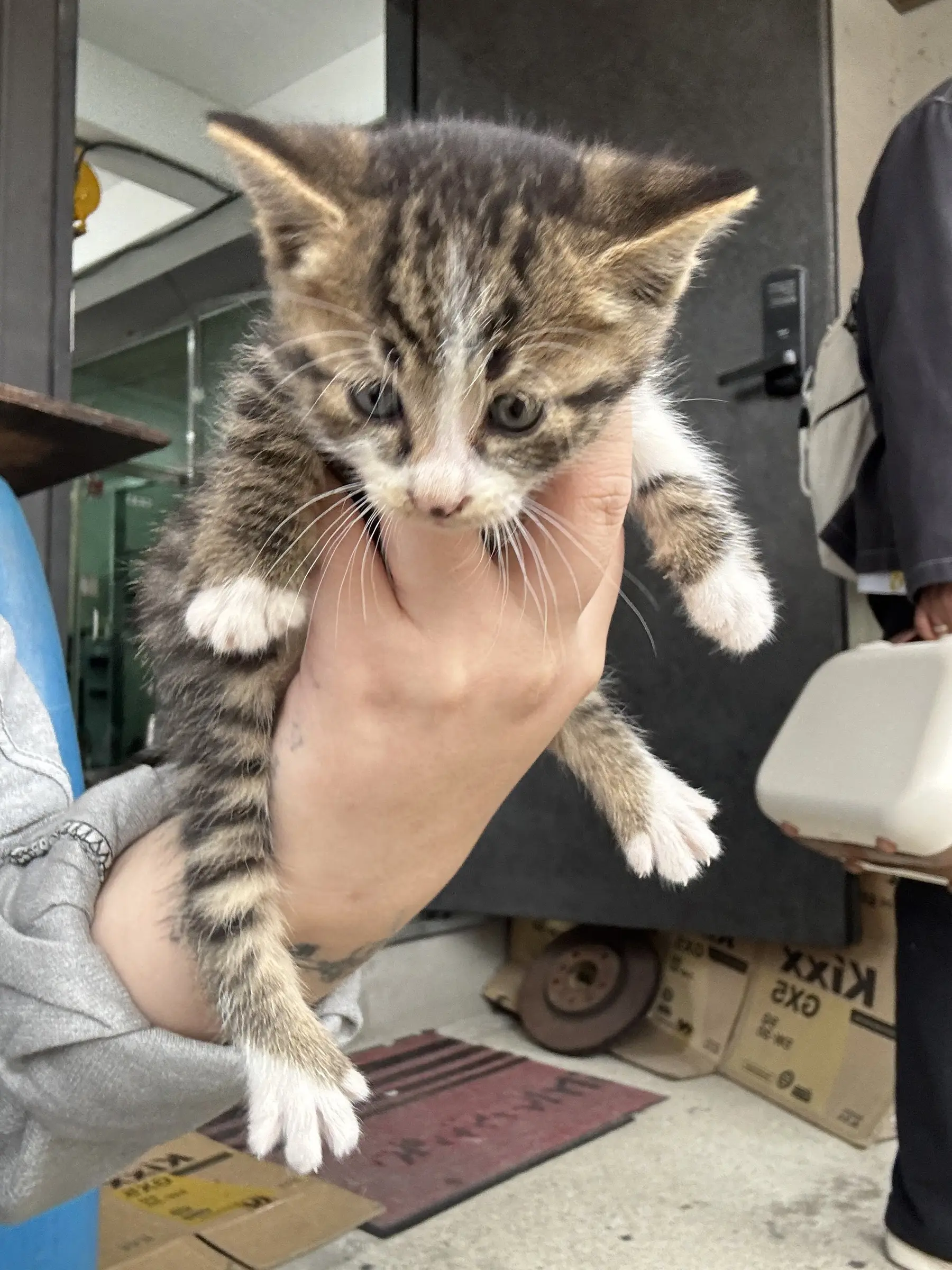 광주 수완동 카센터 앞에 버려진 한 달 아기 고양이, 데려갈 가족을 찾아요 (5)