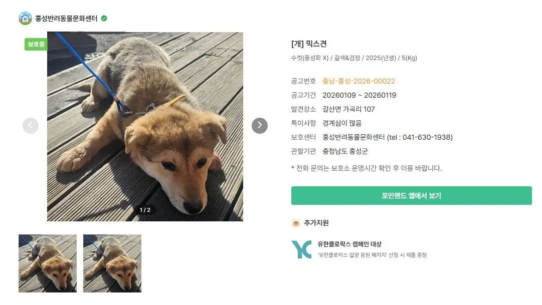 사람은 무섭지만 천천히 마음을 여는 한 살 샌드, 가족을 찾아요
