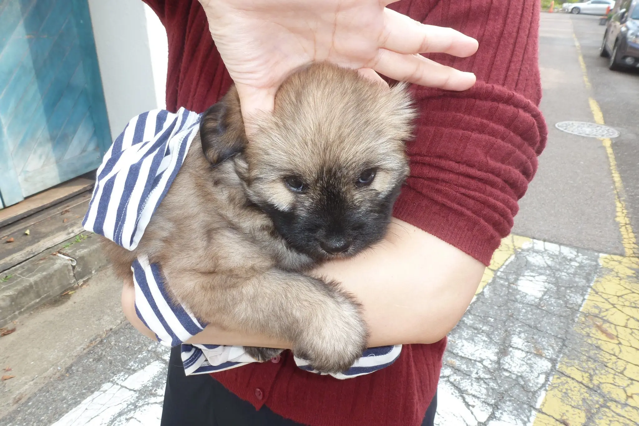 새벽 집 앞에 홀로 울던 2개월 아기 강아지 똔가, 안산보호소에서 가족을 기다려요 (4)
