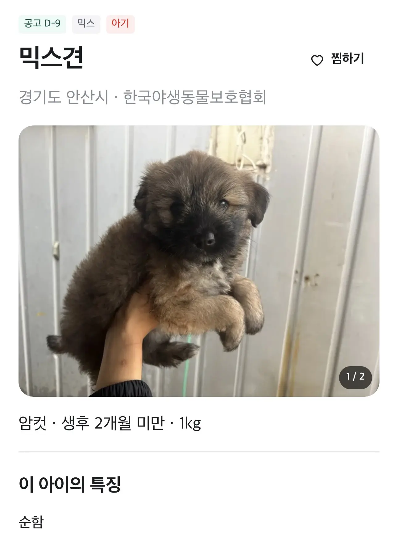 새벽 집 앞에 홀로 울던 2개월 아기 강아지 똔가, 안산보호소에서 가족을 기다려요 (6)
