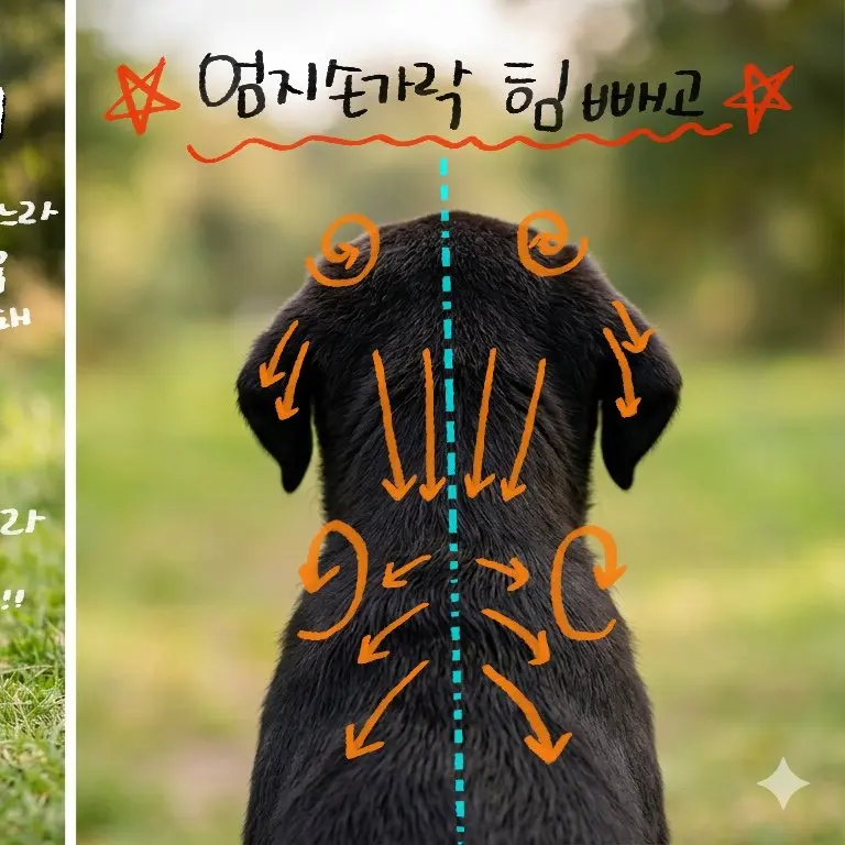 유기견 출신 우리 강아지 꿀잠 재우는 자기 전 마사지 루틴 (2)