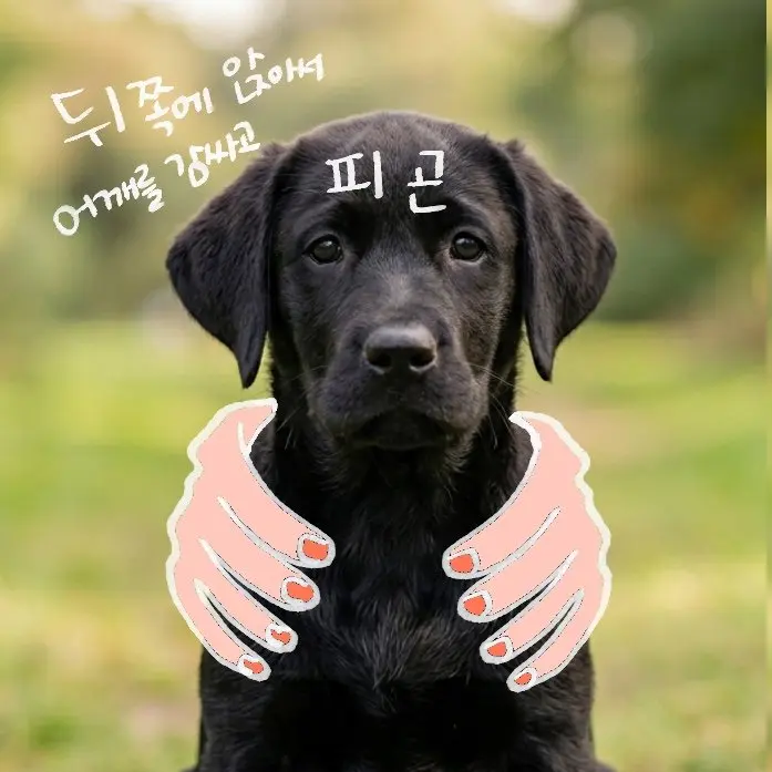 유기견 출신 우리 강아지 꿀잠 재우는 자기 전 마사지 루틴 (4)
