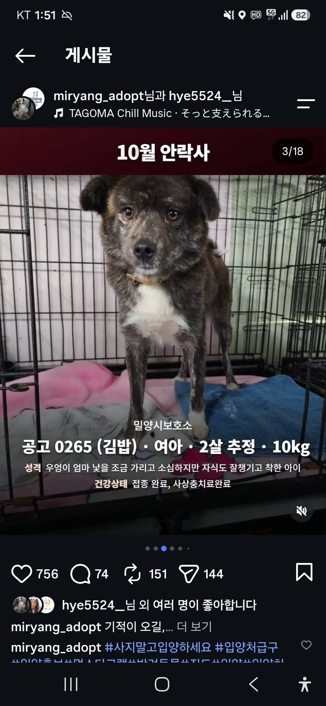 10월 29일 안락사 예정인 밀양보호소 강아지들, 입양 가족을 찾아요 (2)