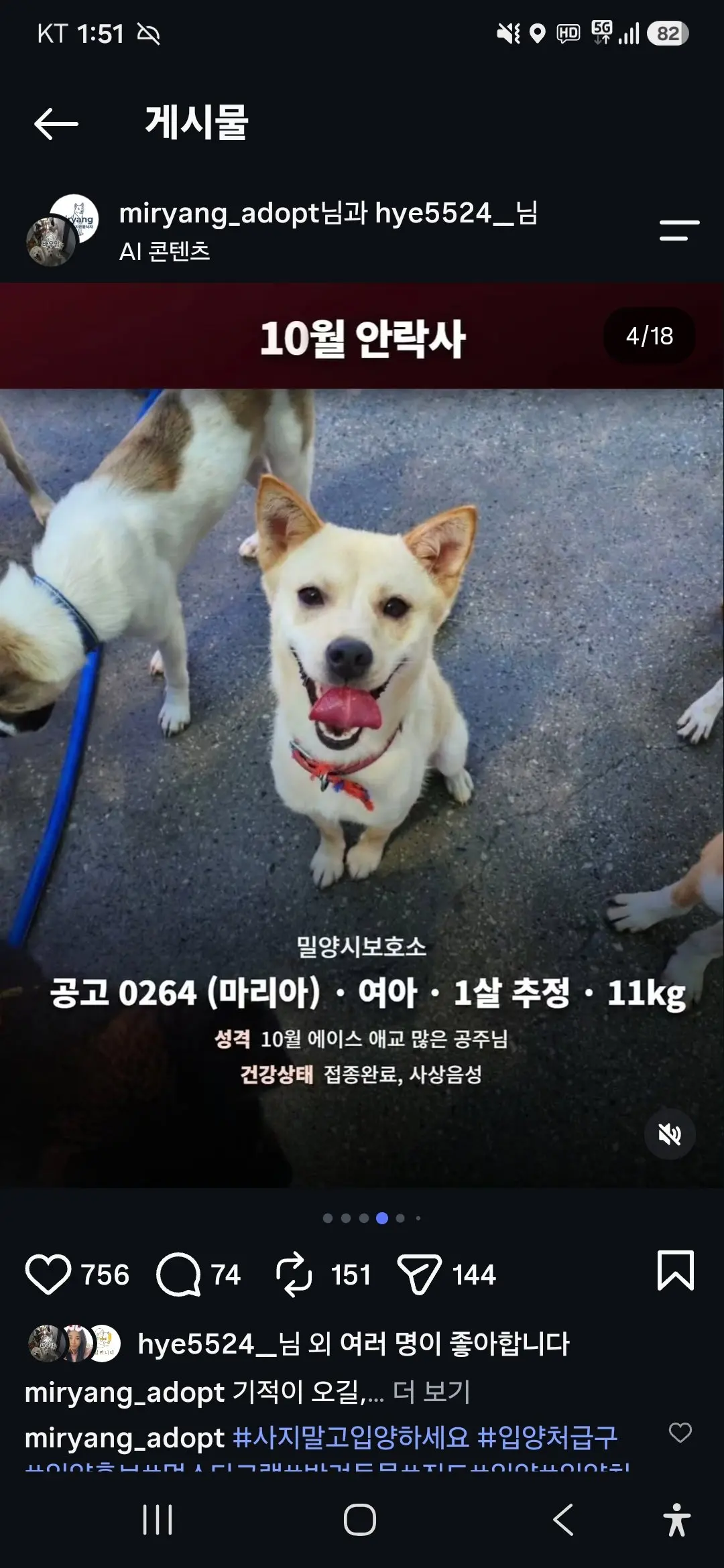 10월 29일 안락사 예정인 밀양보호소 강아지들, 입양 가족을 찾아요 (3)
