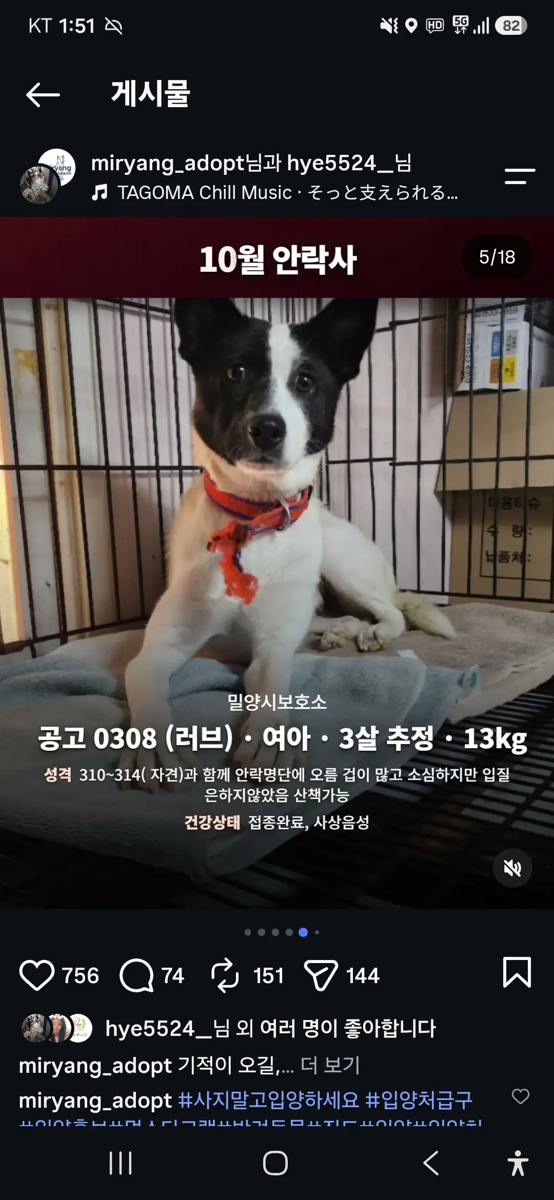 10월 29일 안락사 예정인 밀양보호소 강아지들, 입양 가족을 찾아요 (4)