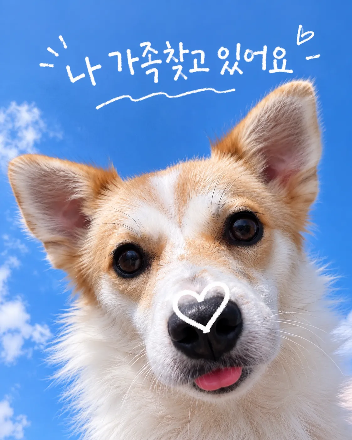 사람 손길을 좋아하는 1살 여아 베이, 평생 가족을 찾아요 (6)