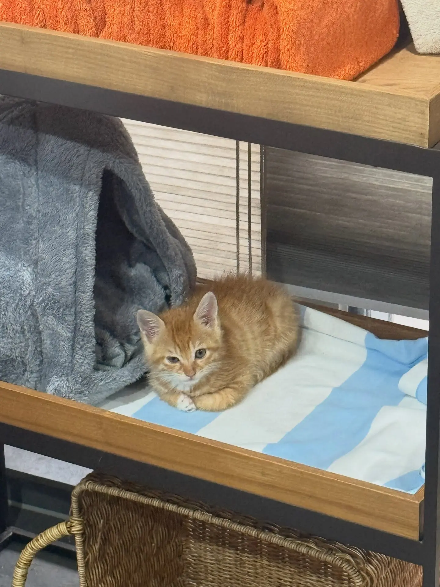 공장 창고에서 구조한 흰양말 아기고양이, 예쁘게 키워 줄 가족을 찾아요 (2)