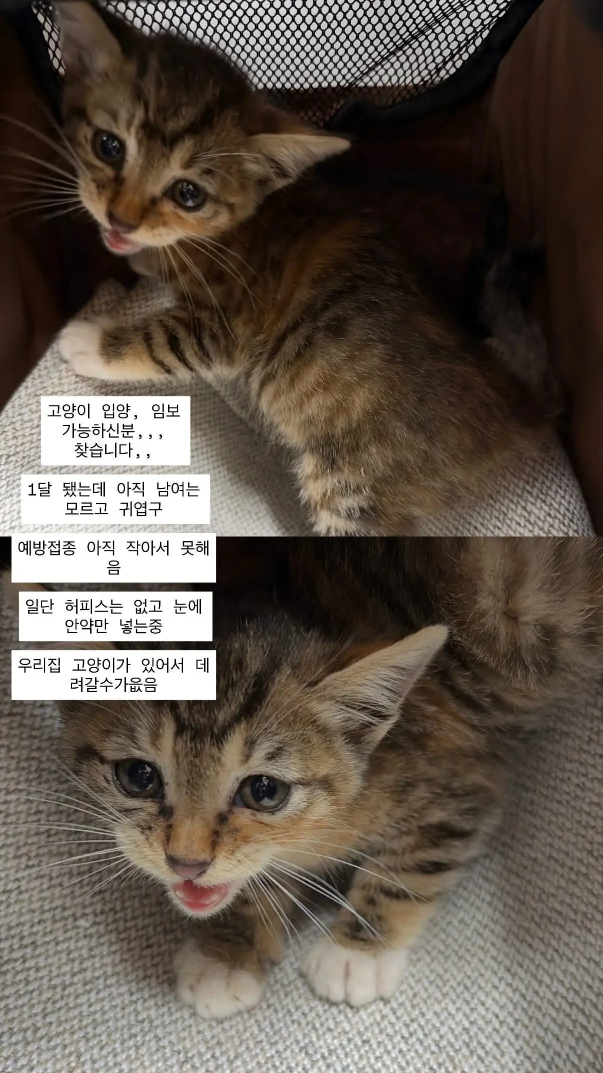 가게에 찾아온 생후 1달 아기고양이, 대전에서 입양·임보처를 찾아요 (2)