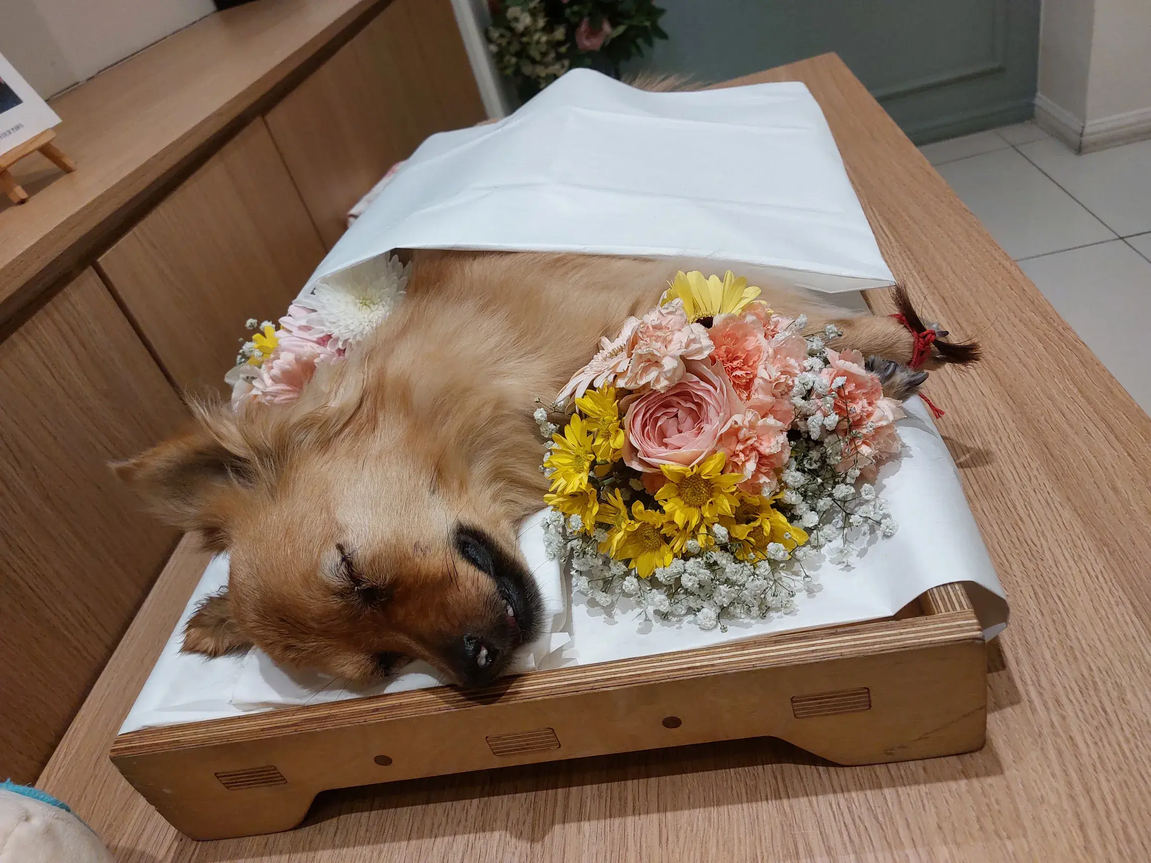 산책 중 교통사고로 떠난 막내 밤이, 보험 담당자의 2차 가해 (4)