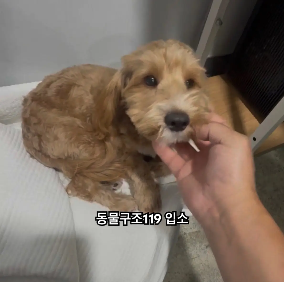 추석날 사설보호소 담장에 묶여 버려진 3살 깨비, 가족을 찾아요