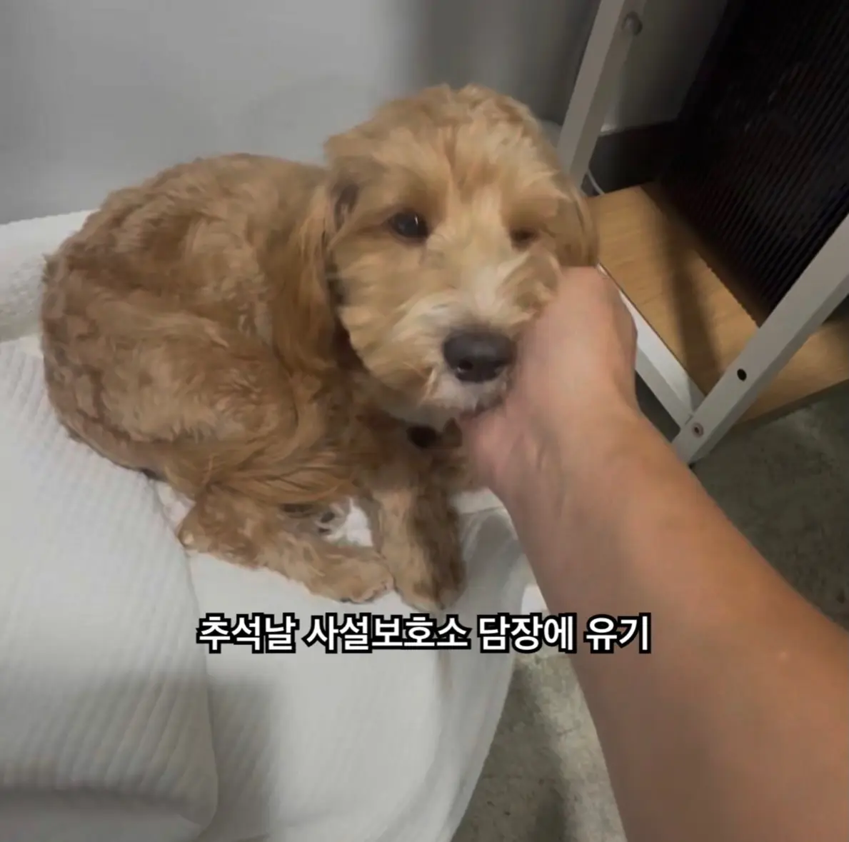 추석날 사설보호소 담장에 묶여 버려진 3살 깨비, 가족을 찾아요 (2)