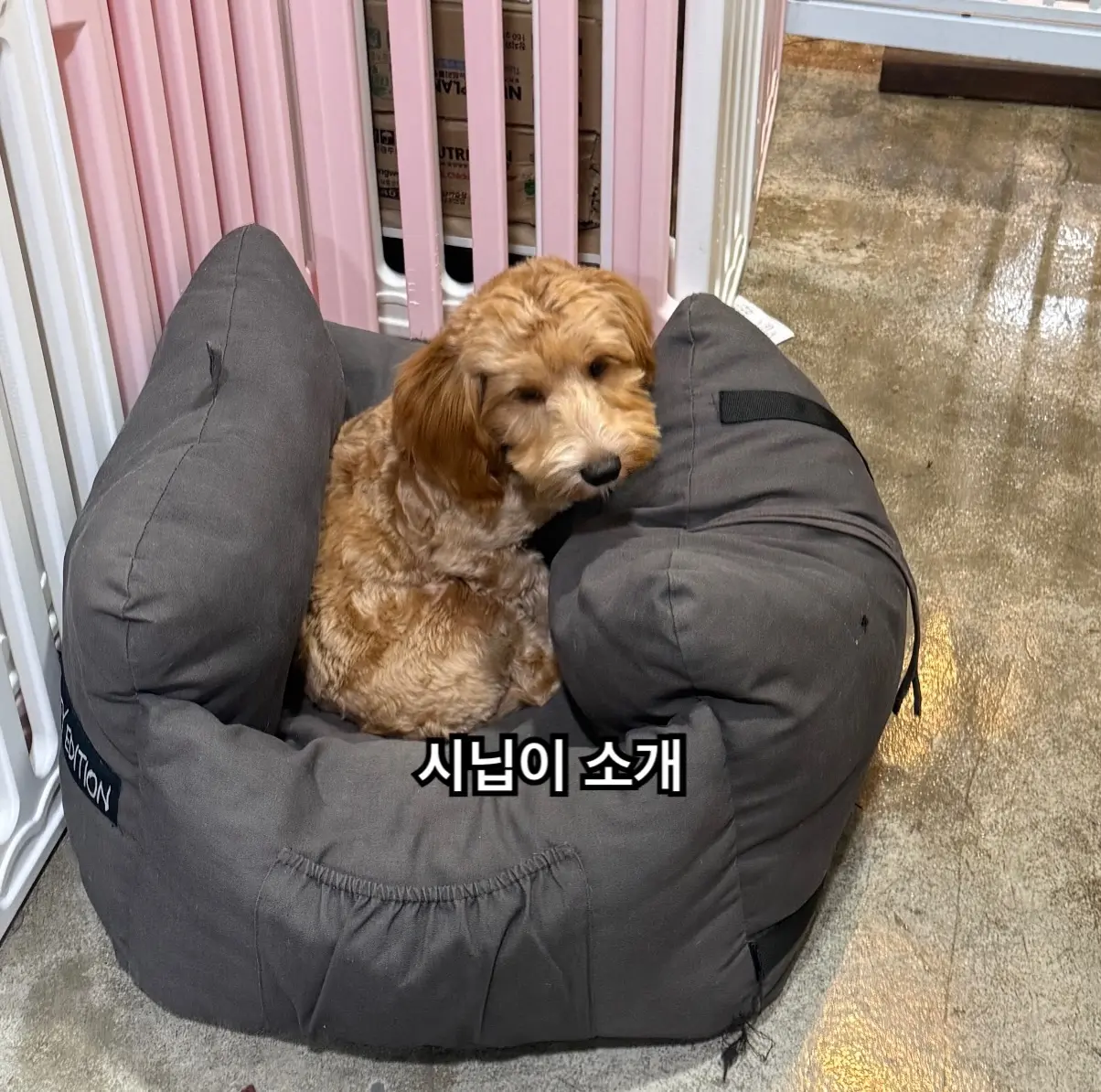 추석날 사설보호소 담장에 묶여 버려진 3살 깨비, 가족을 찾아요 (3)
