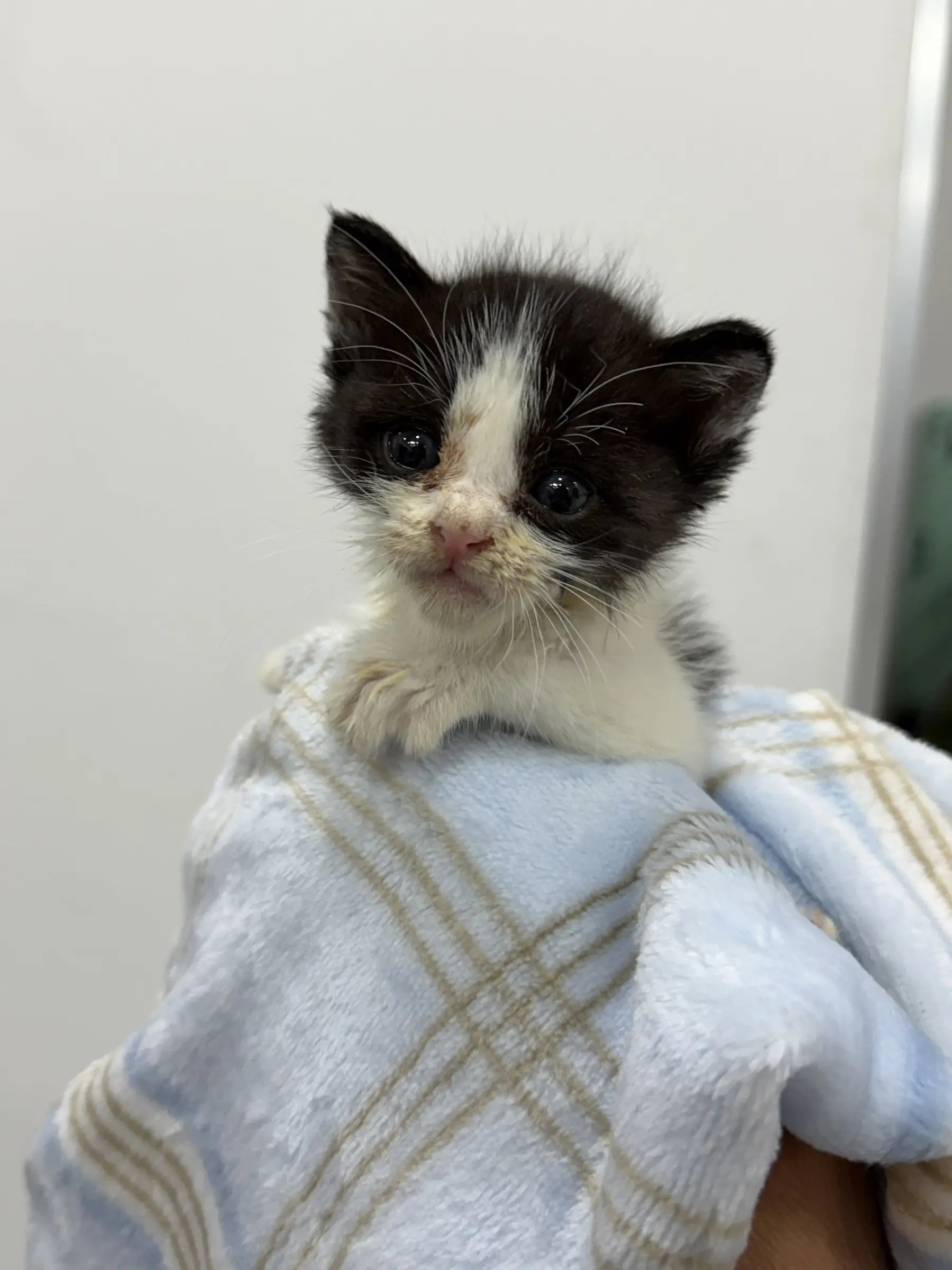 밭에서 구조된 눈이 초롱초롱한 아기고양이 우유, 인천에서 평생 가족 찾아요 (3)
