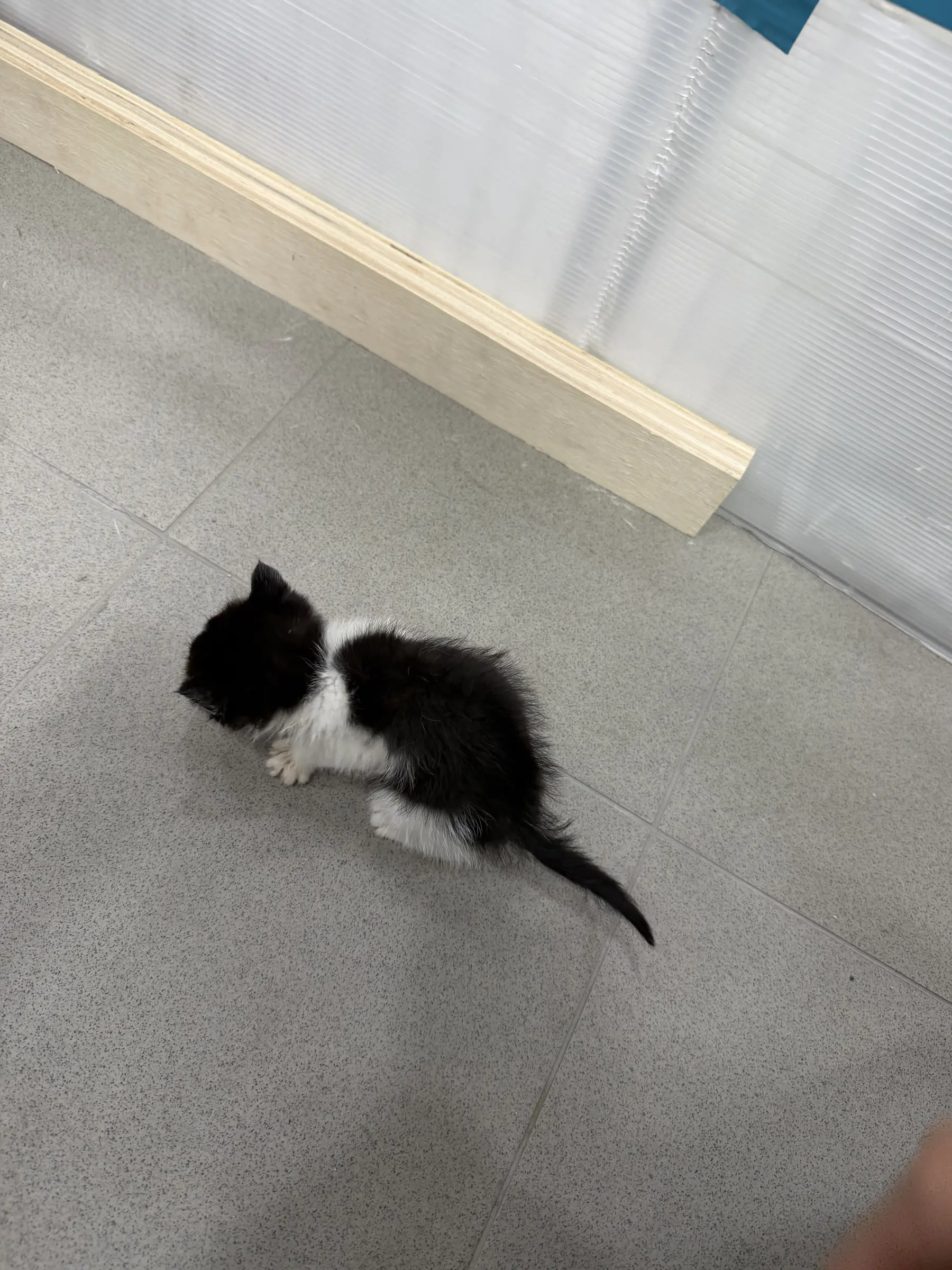 밭에서 구조된 눈이 초롱초롱한 아기고양이 우유, 인천에서 평생 가족 찾아요 (6)