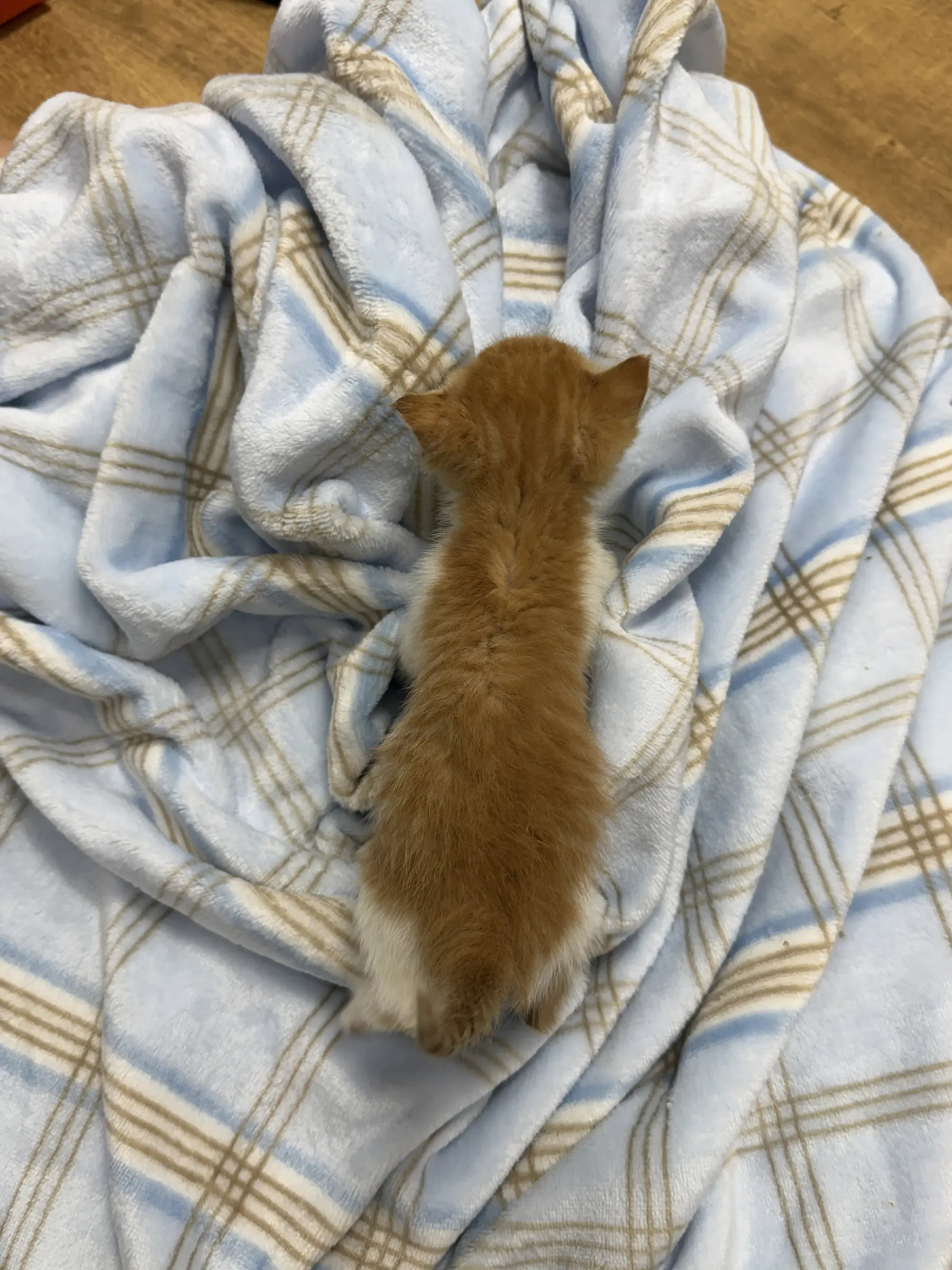 밭에서 구조된 치즈 아기고양이 연유, 인천에서 평생 가족 찾아요 (4)