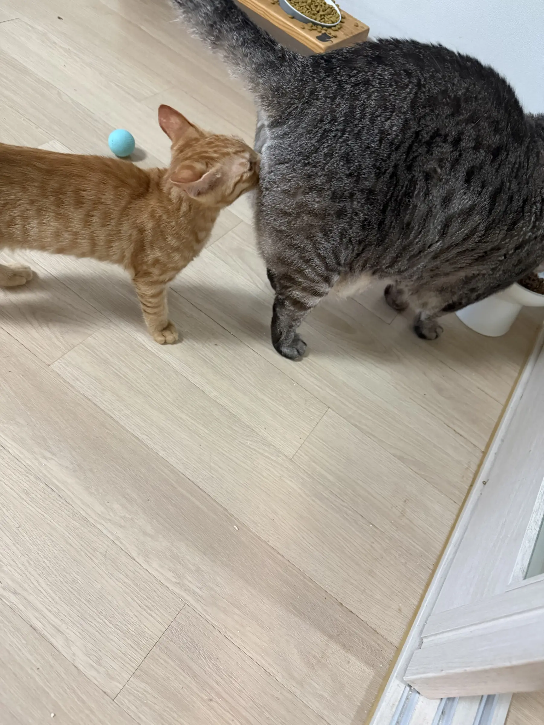 남양주에서 임보 중인 엉뚱하고 귀여운 올치즈 아기고양이 만두 (3)