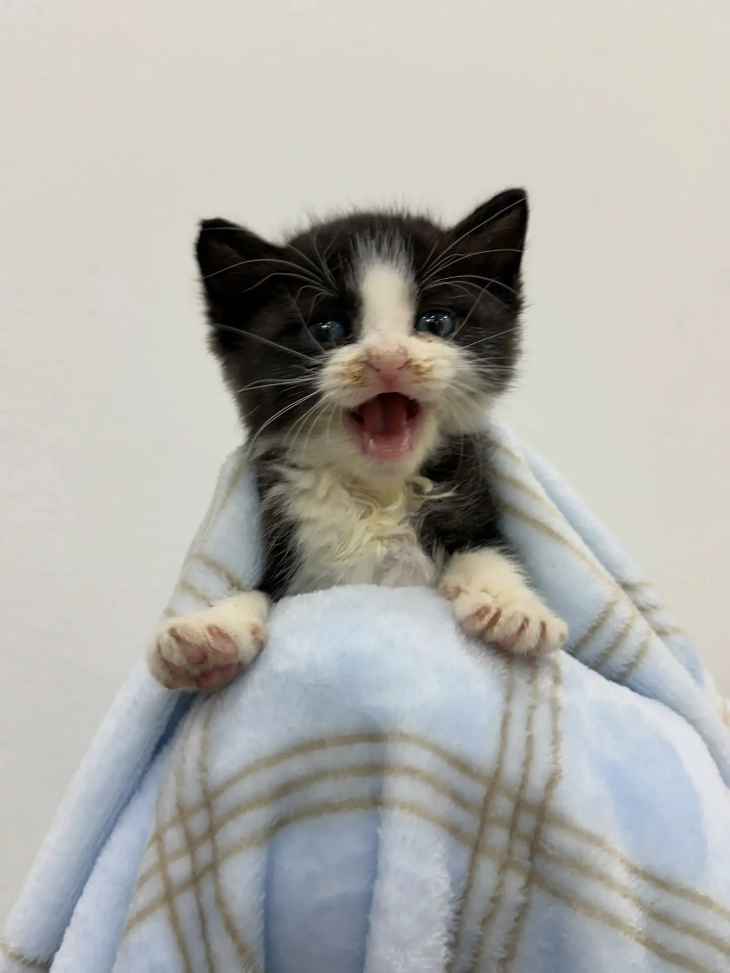 어미가 돌아오지 않아 구조한 아기고양이 3남매 연유·두유·우유, 평생 가족을 찾습니다 (2)