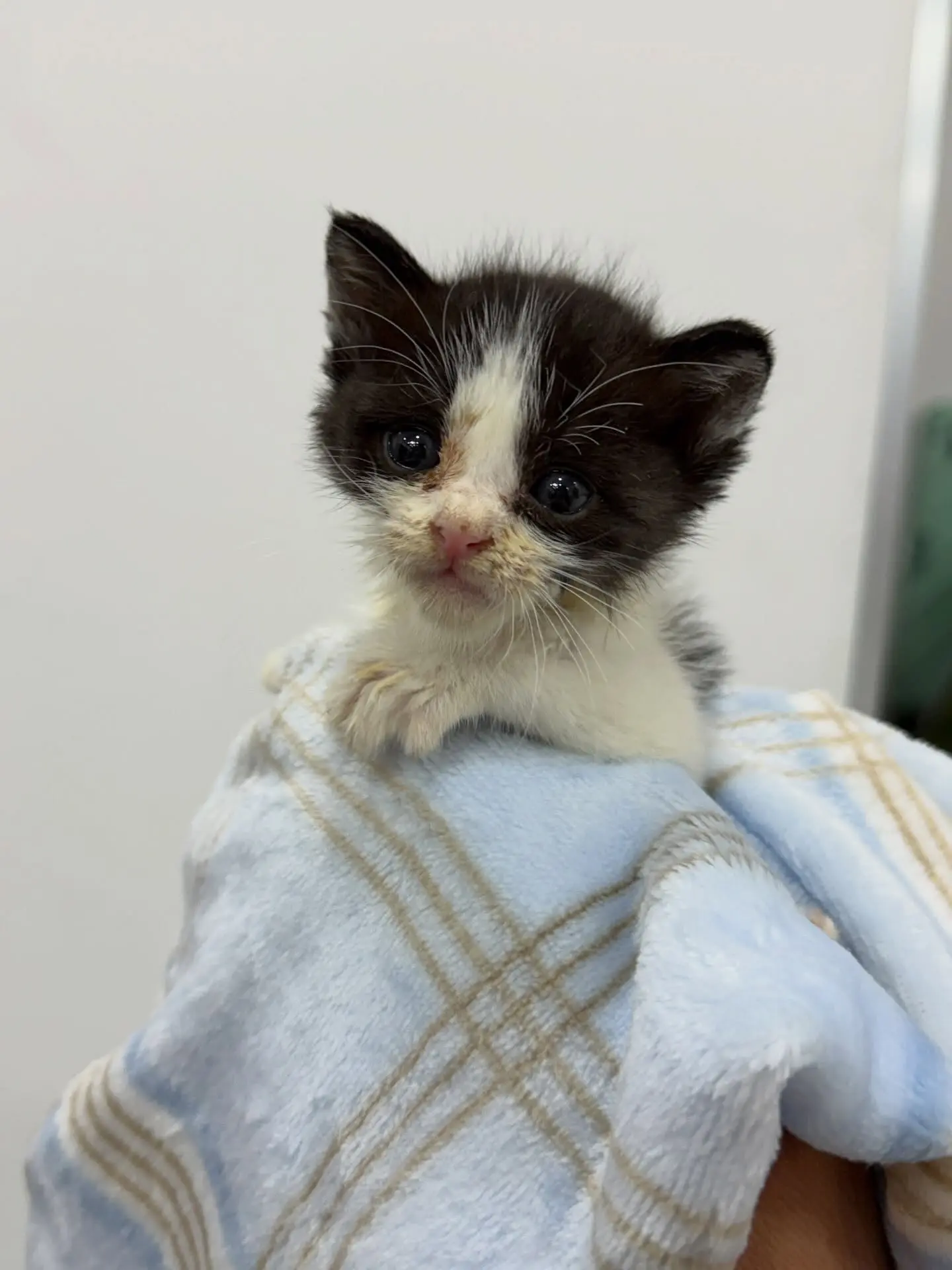 어미가 돌아오지 않아 구조한 아기고양이 3남매 연유·두유·우유, 평생 가족을 찾습니다 (5)