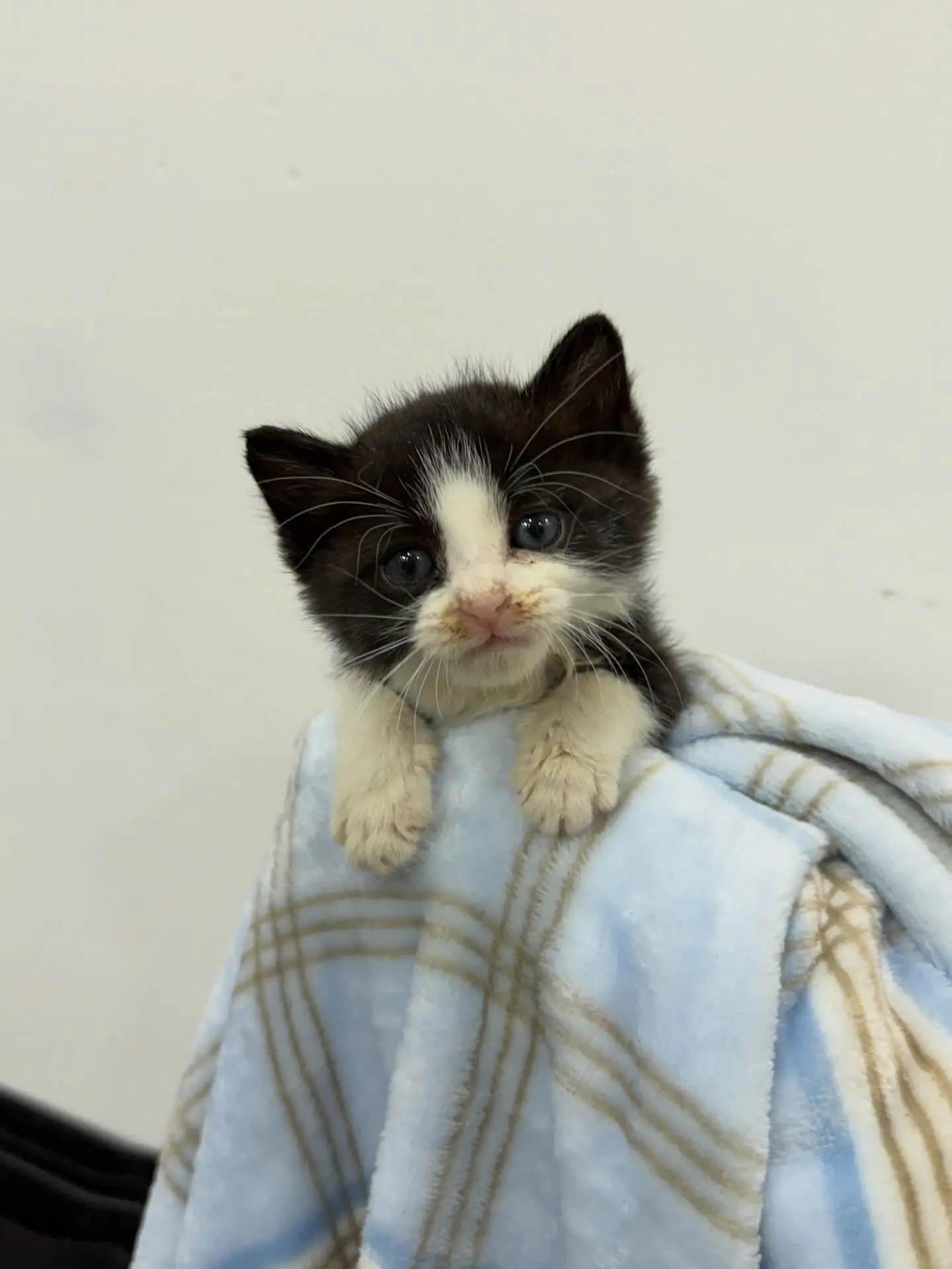 어미가 돌아오지 않아 구조한 아기고양이 3남매 연유·두유·우유, 평생 가족을 찾습니다 (6)