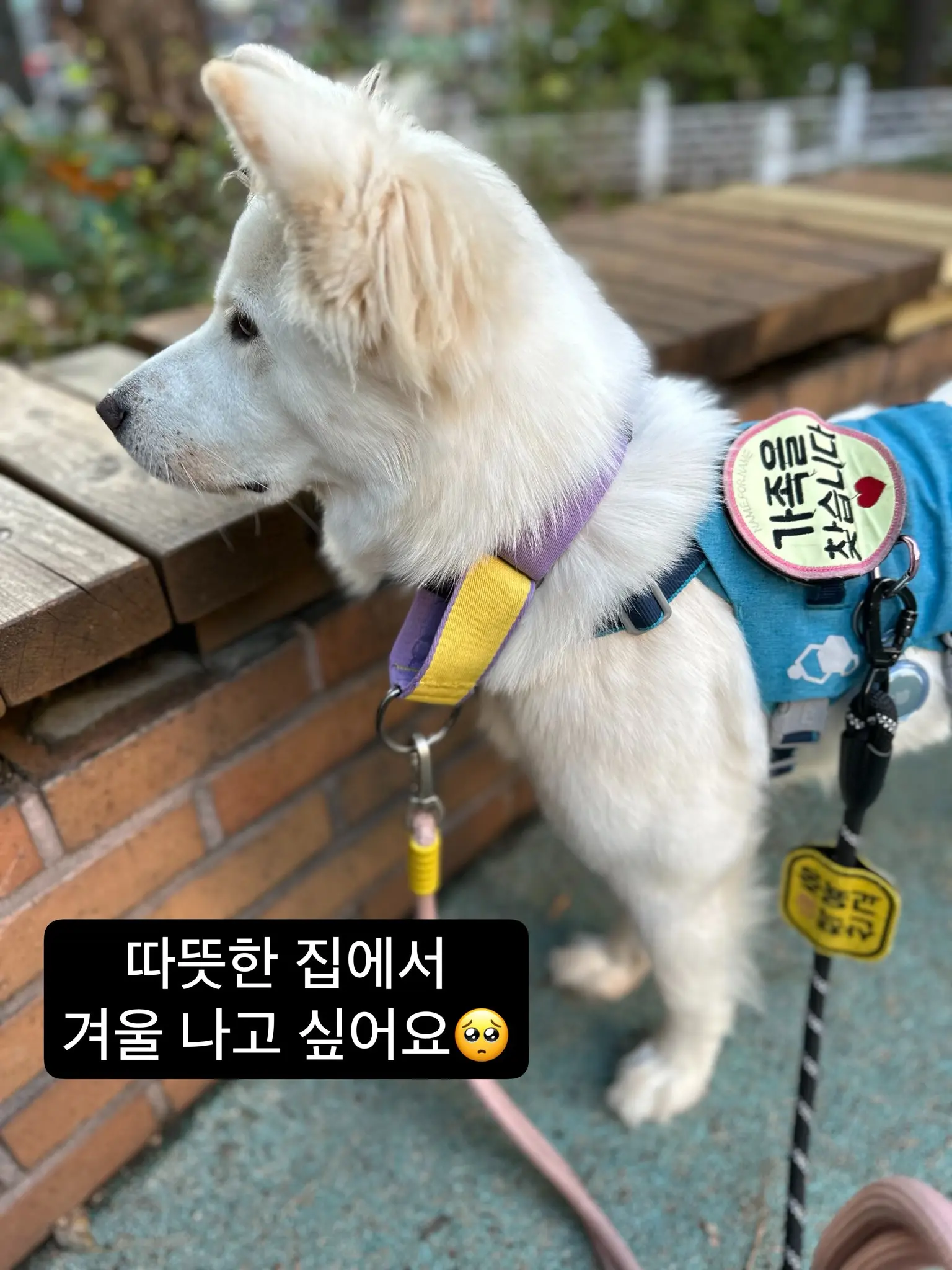 파주 임보 중인 순돌이의 평생 가족을 찾아요