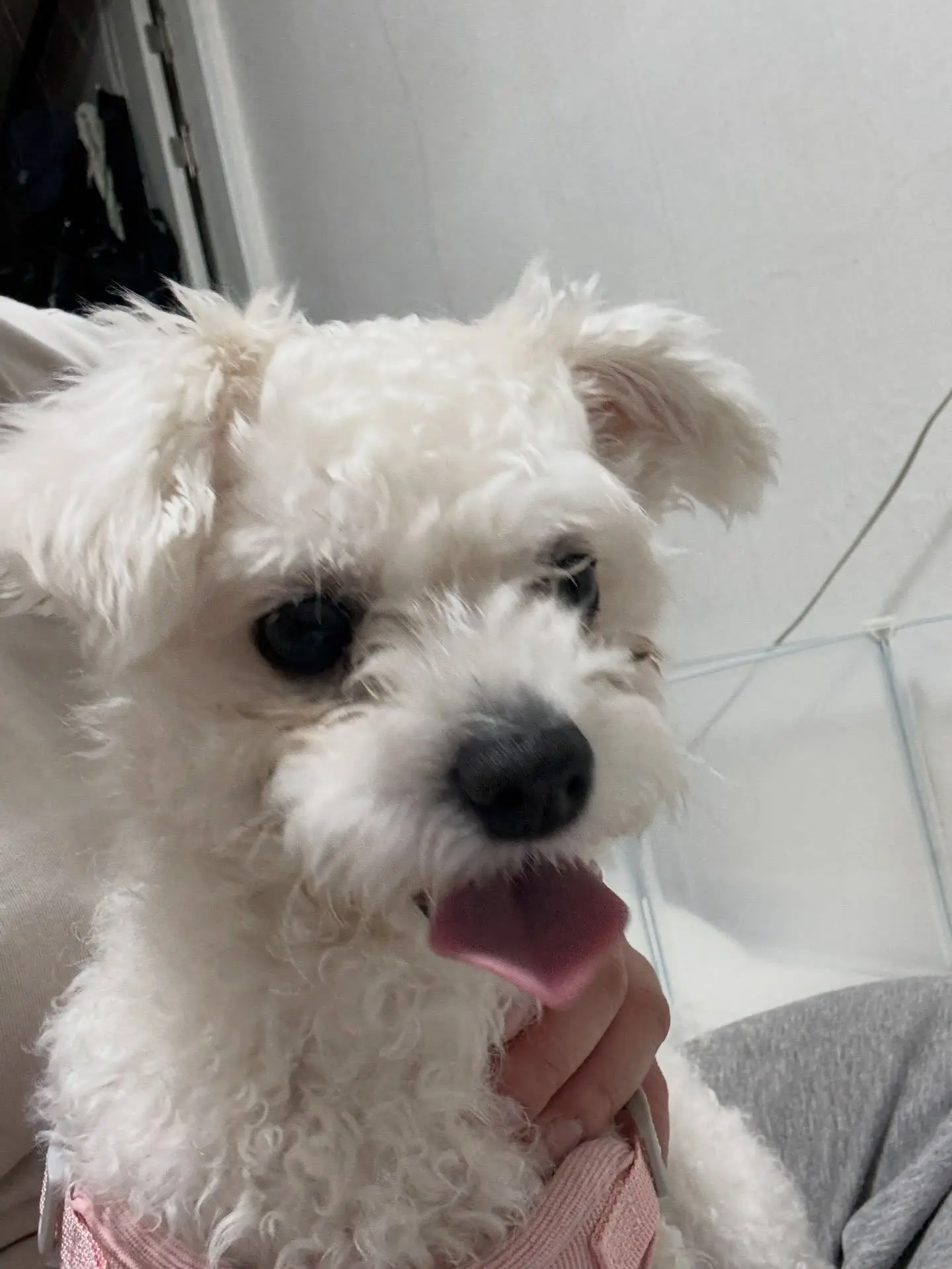 청주 용암동에서 발견한 말티푸 추정 강아지, 청주반려동물보호센터로 인계했습니다 (2)